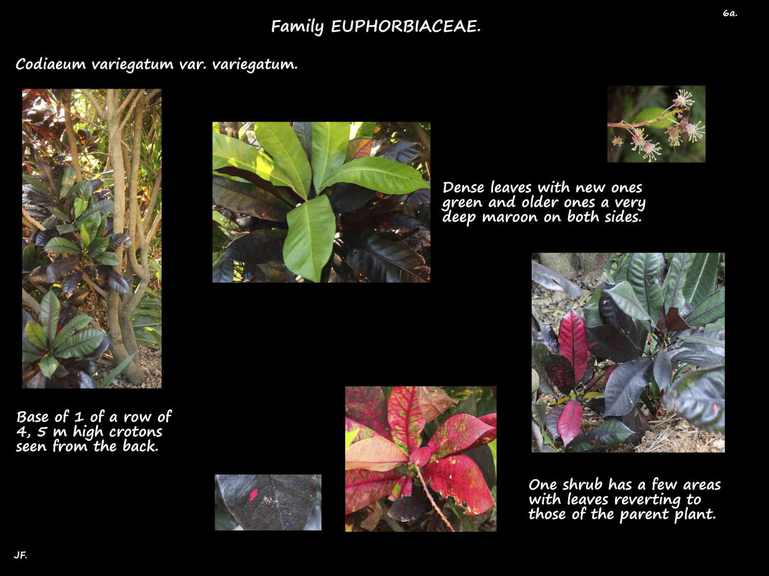 8a Codiaeum variety reversion