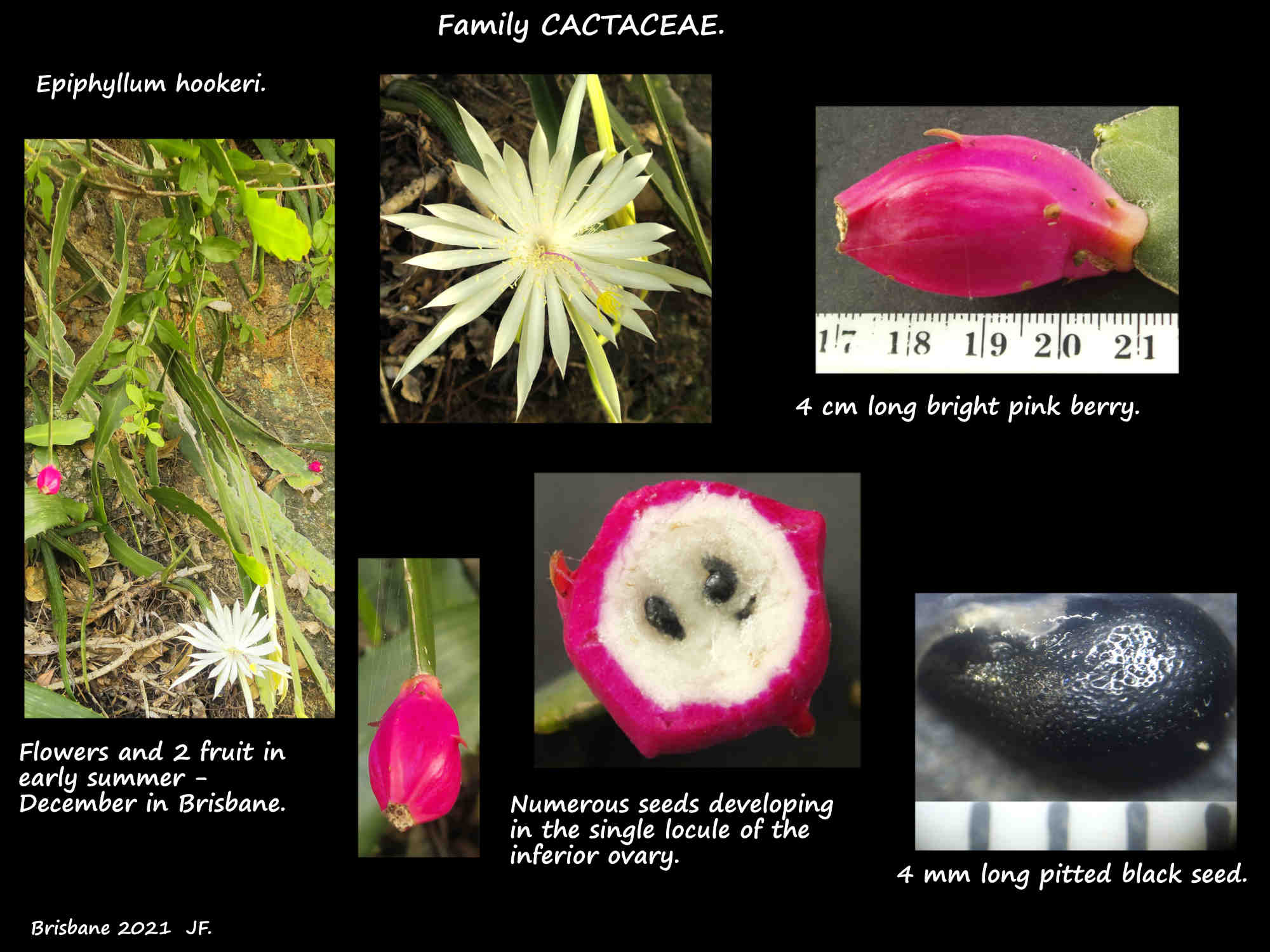 6b Fruit & seeds of Epiphyllum hookeri