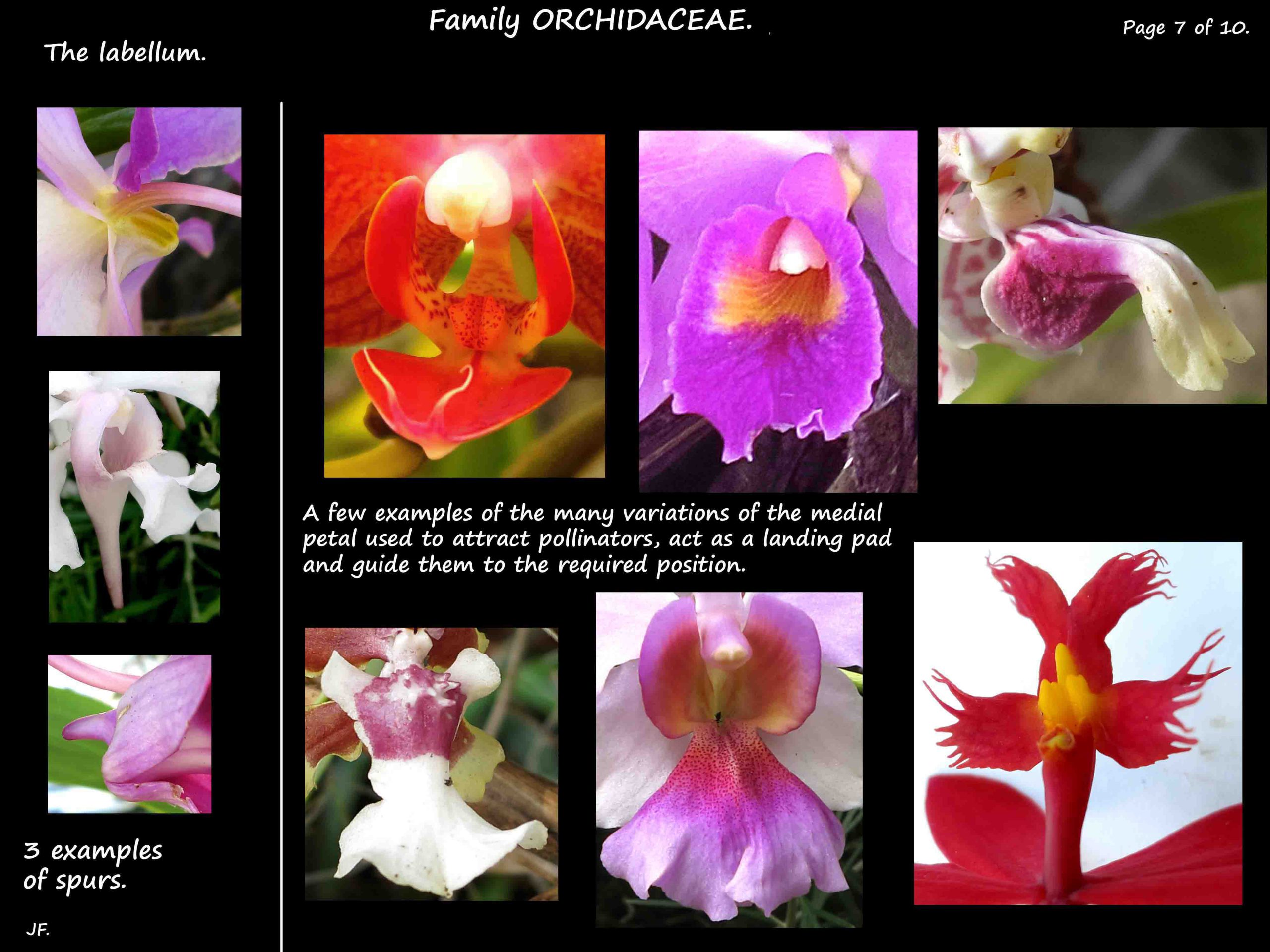 Orchidaceae Botany Brisbane