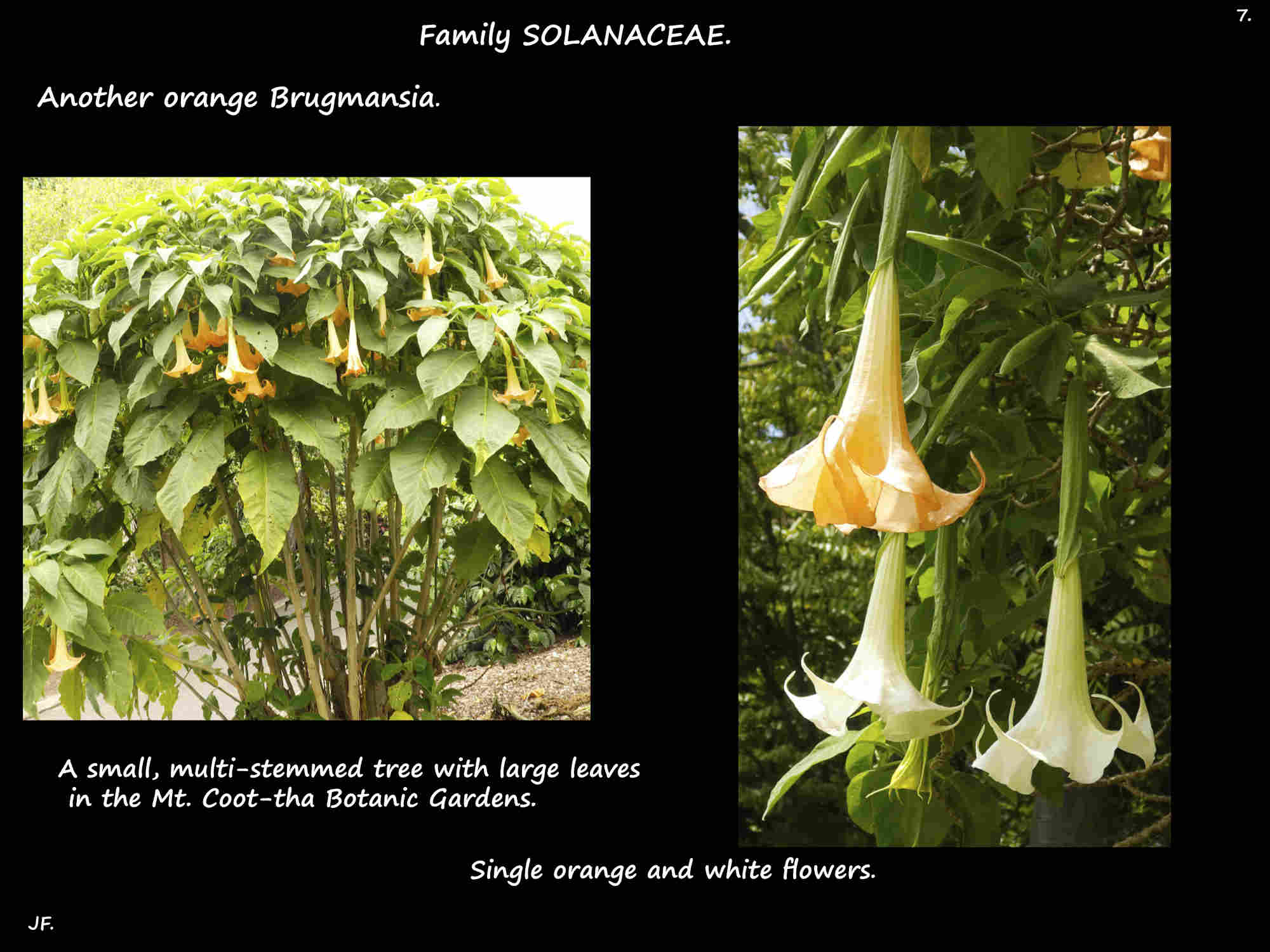 7 A Brugmansia with single orange and white flowers
