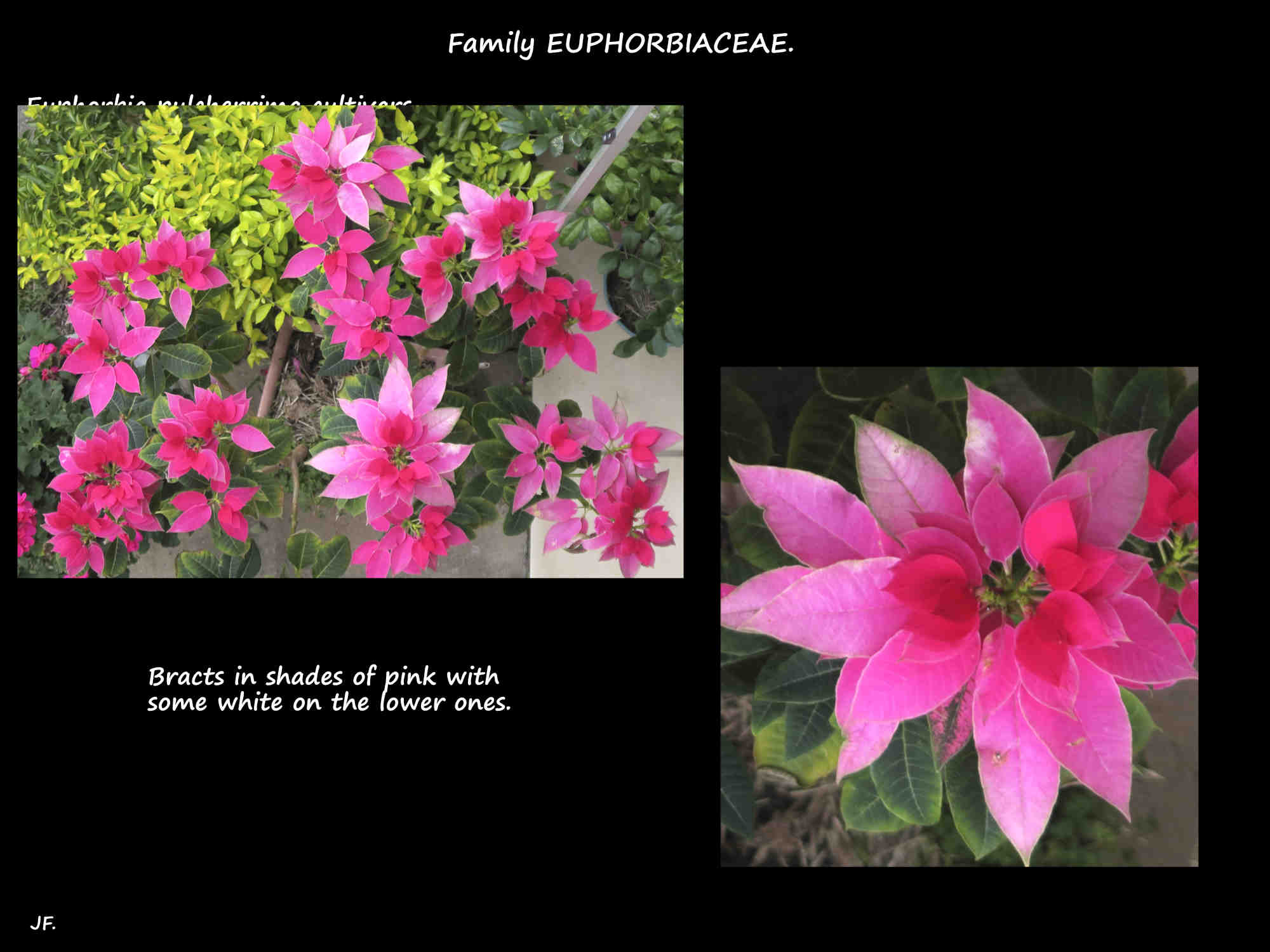 7 A poinsettia with bracts in shades of pale to deep pink