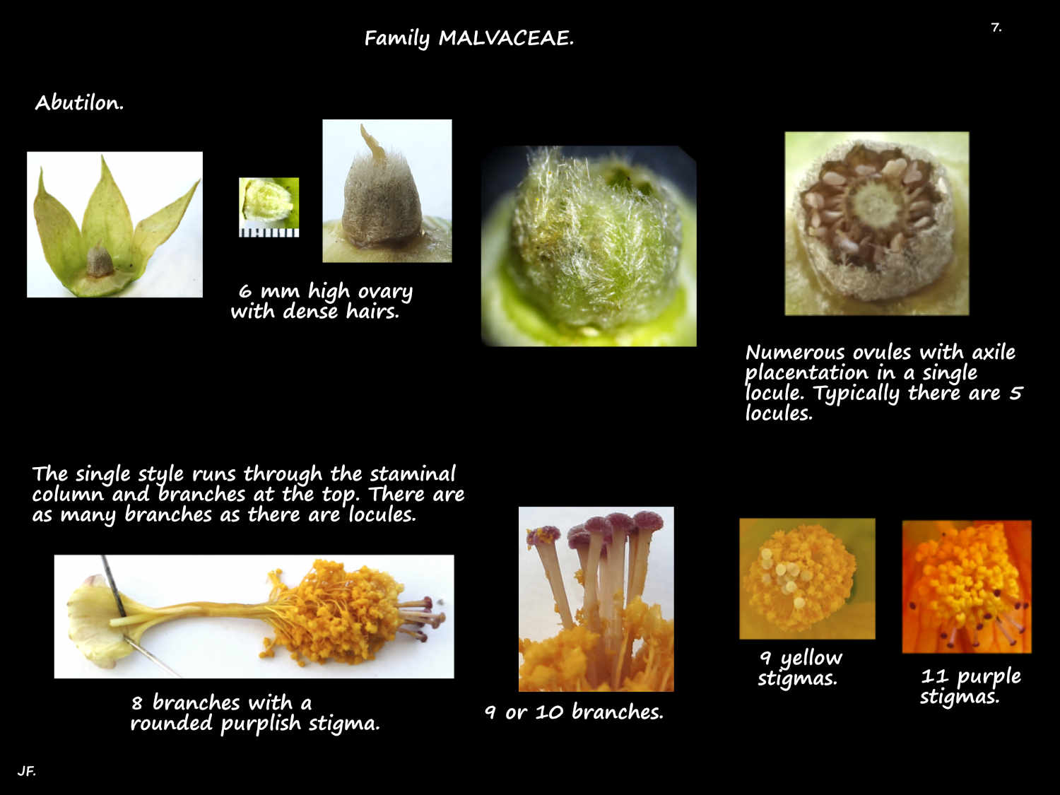 7 Abutilon ovary, style & stigmas