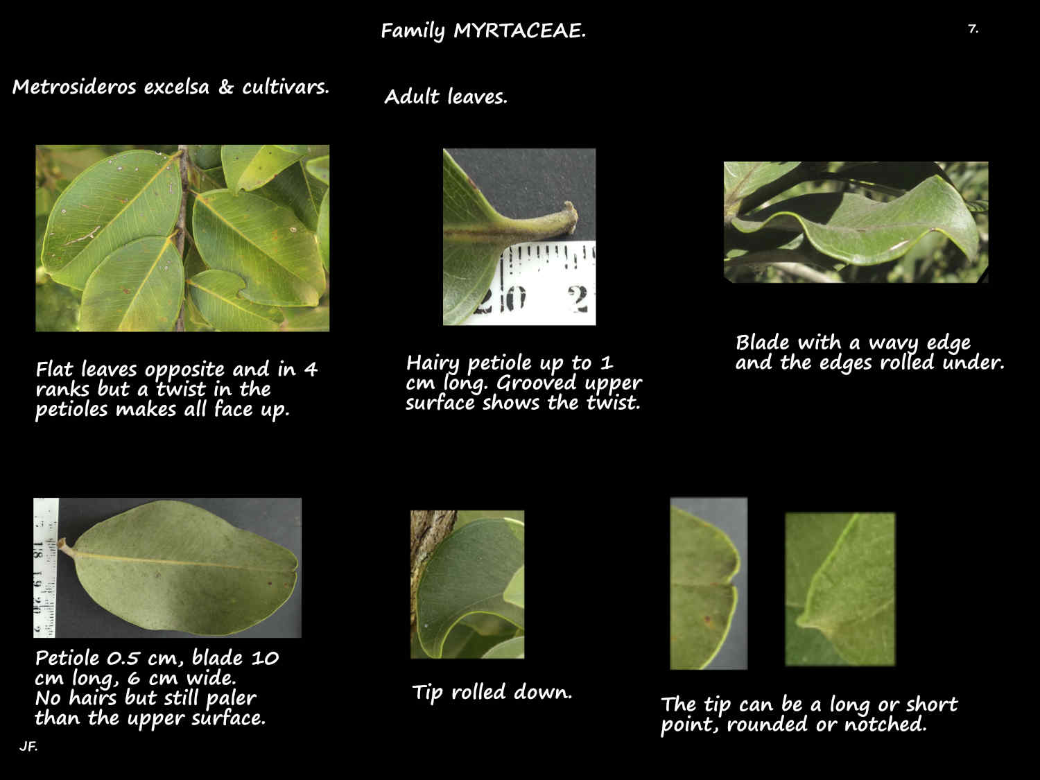 7 Adult Metrosideros leaves
