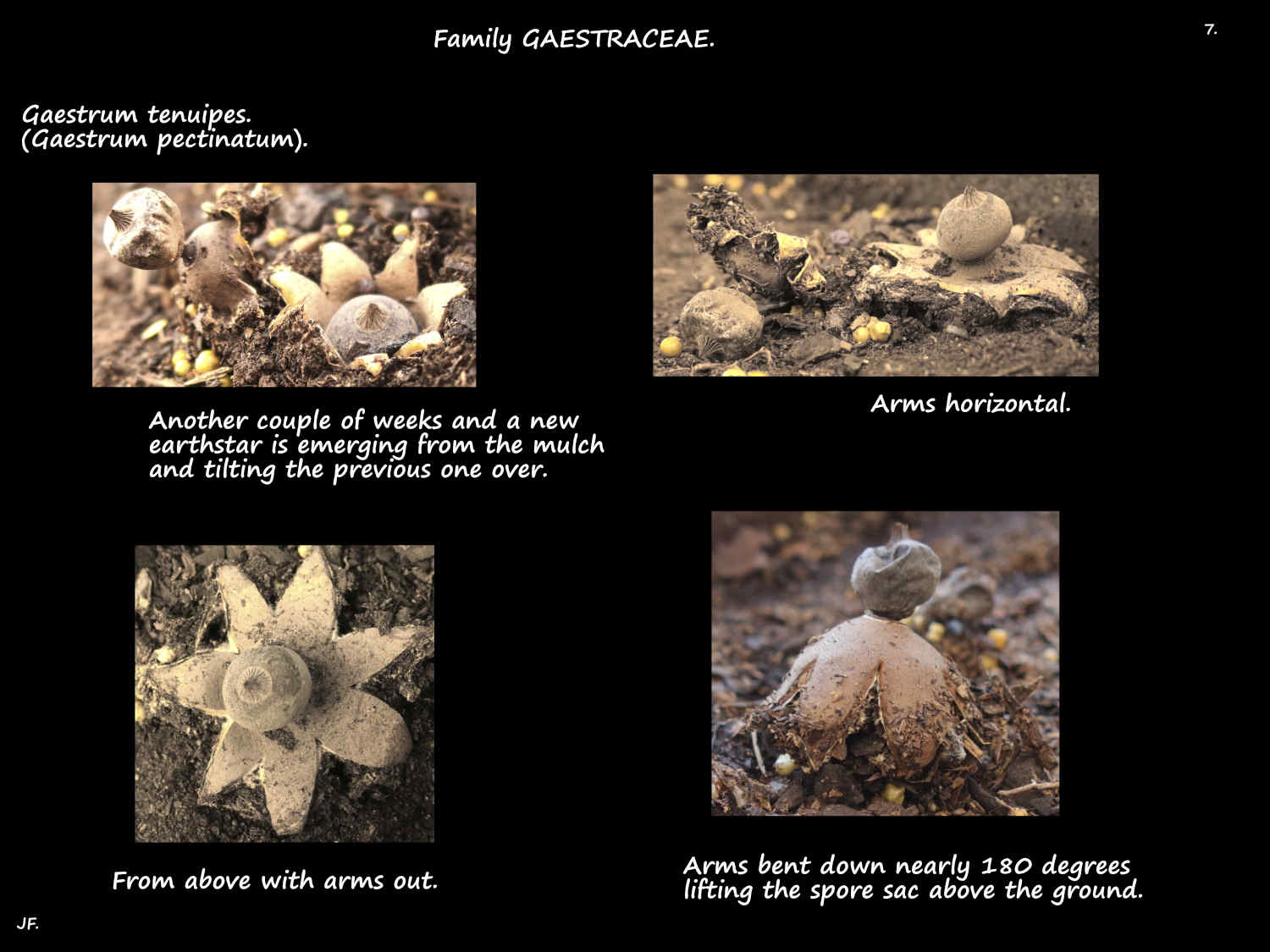7 Another Gaestrum tenuipe earthstars