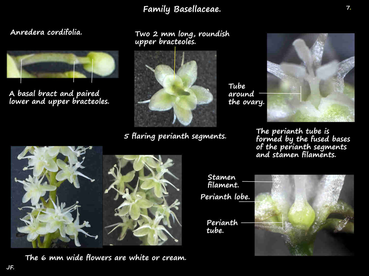7 Anredera cordifolia flowers