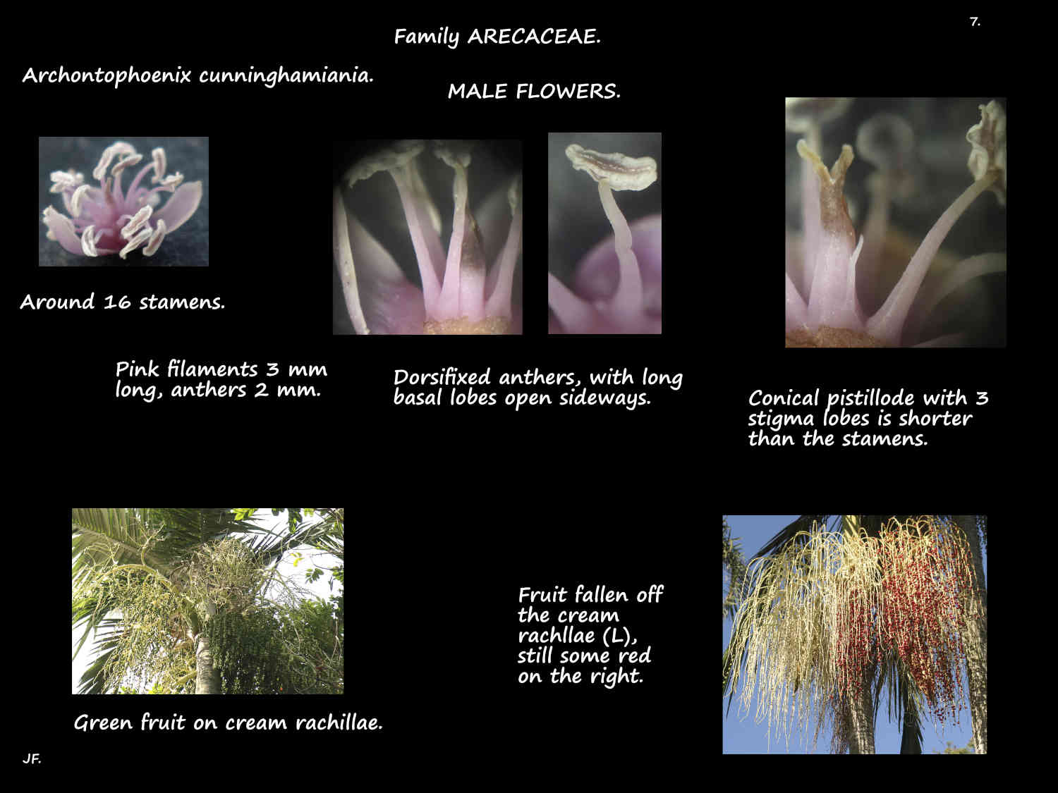 7 Archontiophoenix cunninghamiana stamens & pistillode