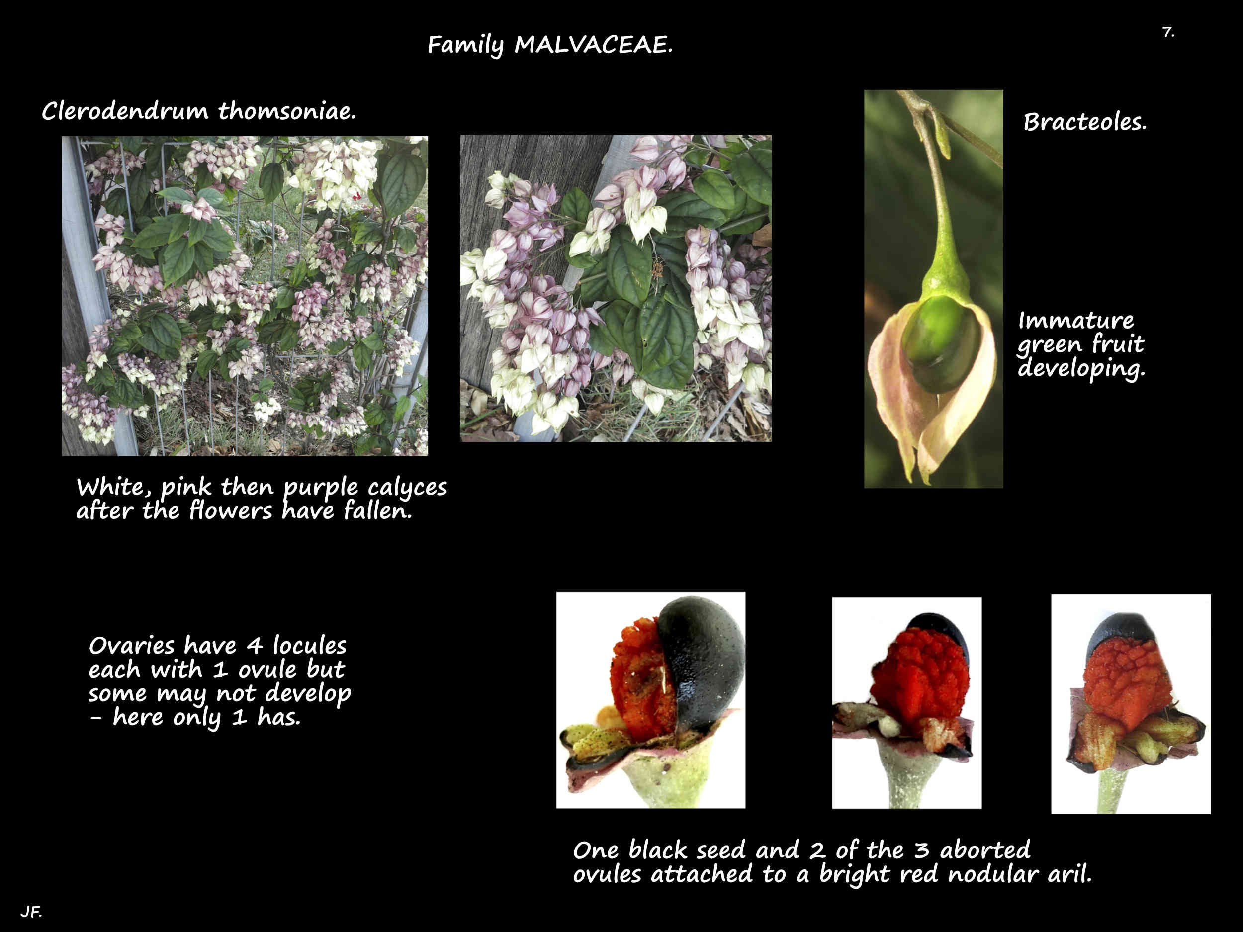 7 Aril on Clerodendrum thomsoniae seeds
