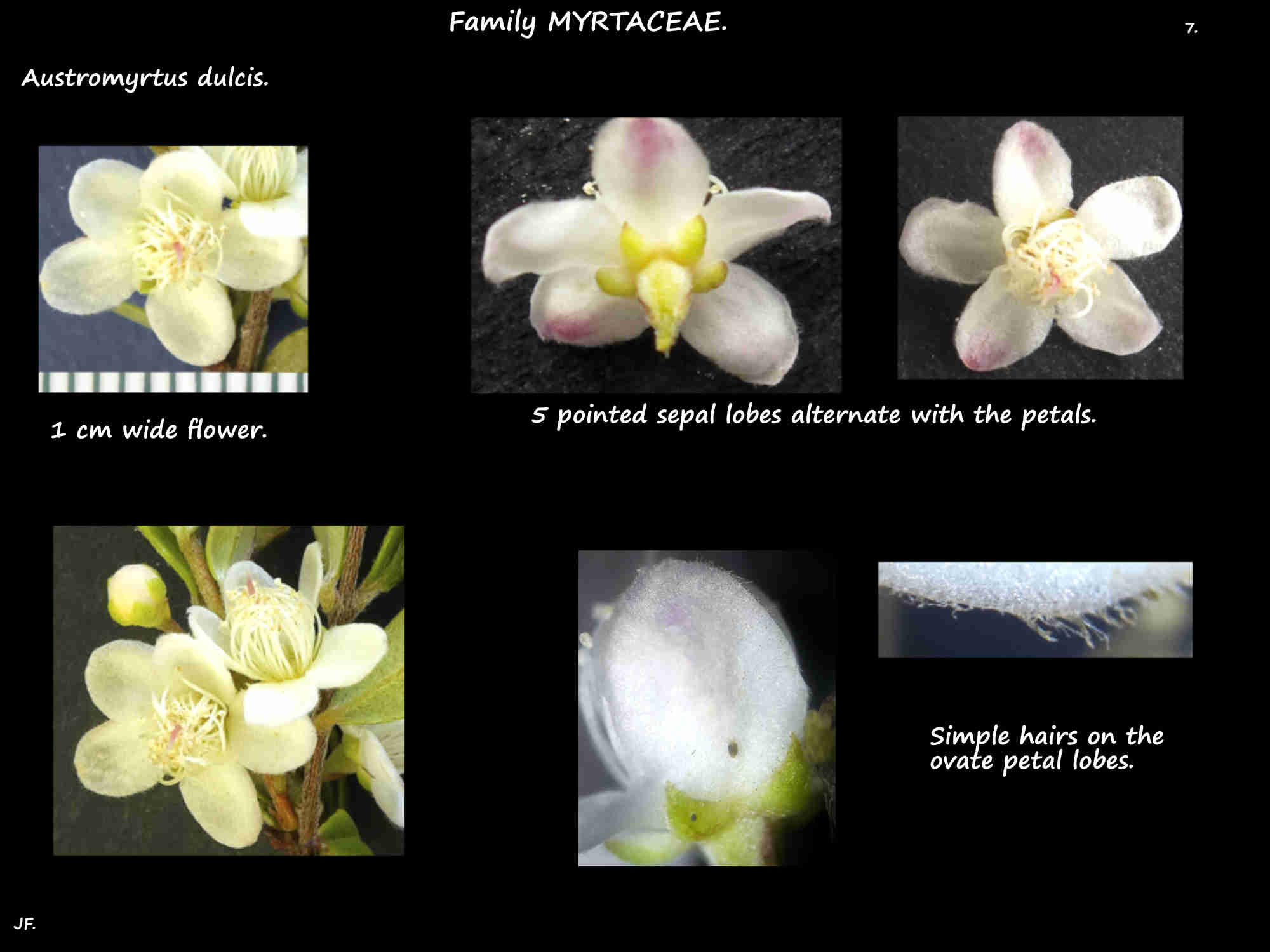 7 Austromyrtus dulcis petals