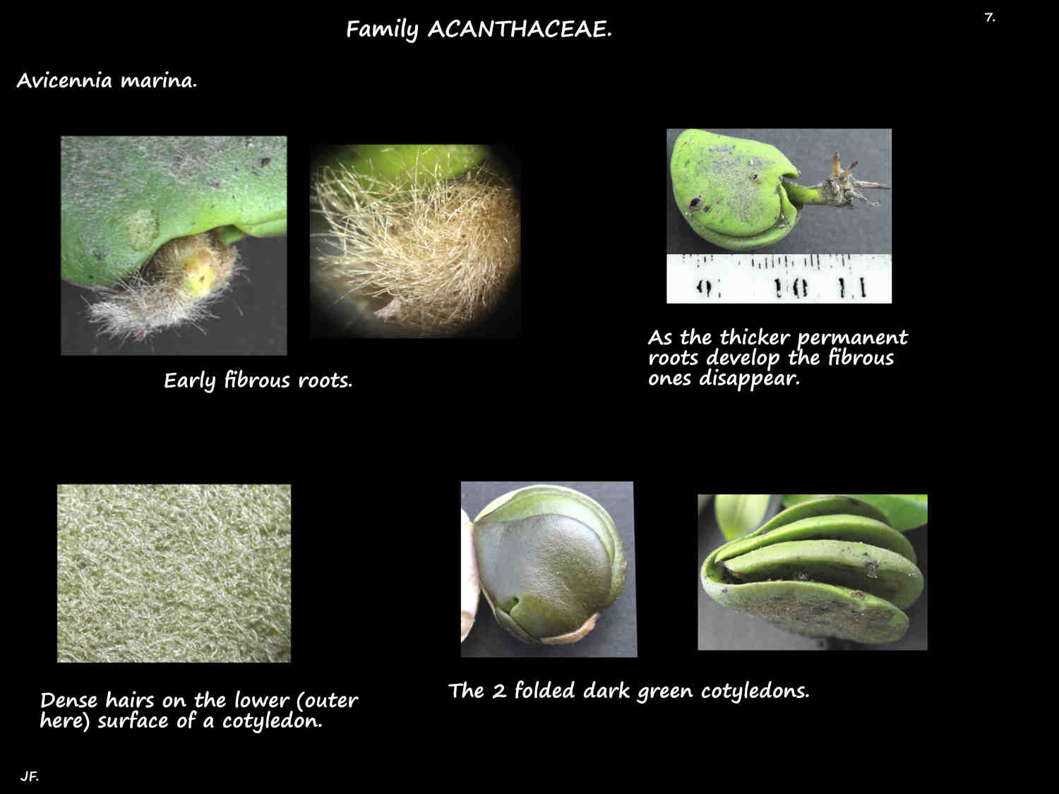 7 Avicennia marina cotyledons