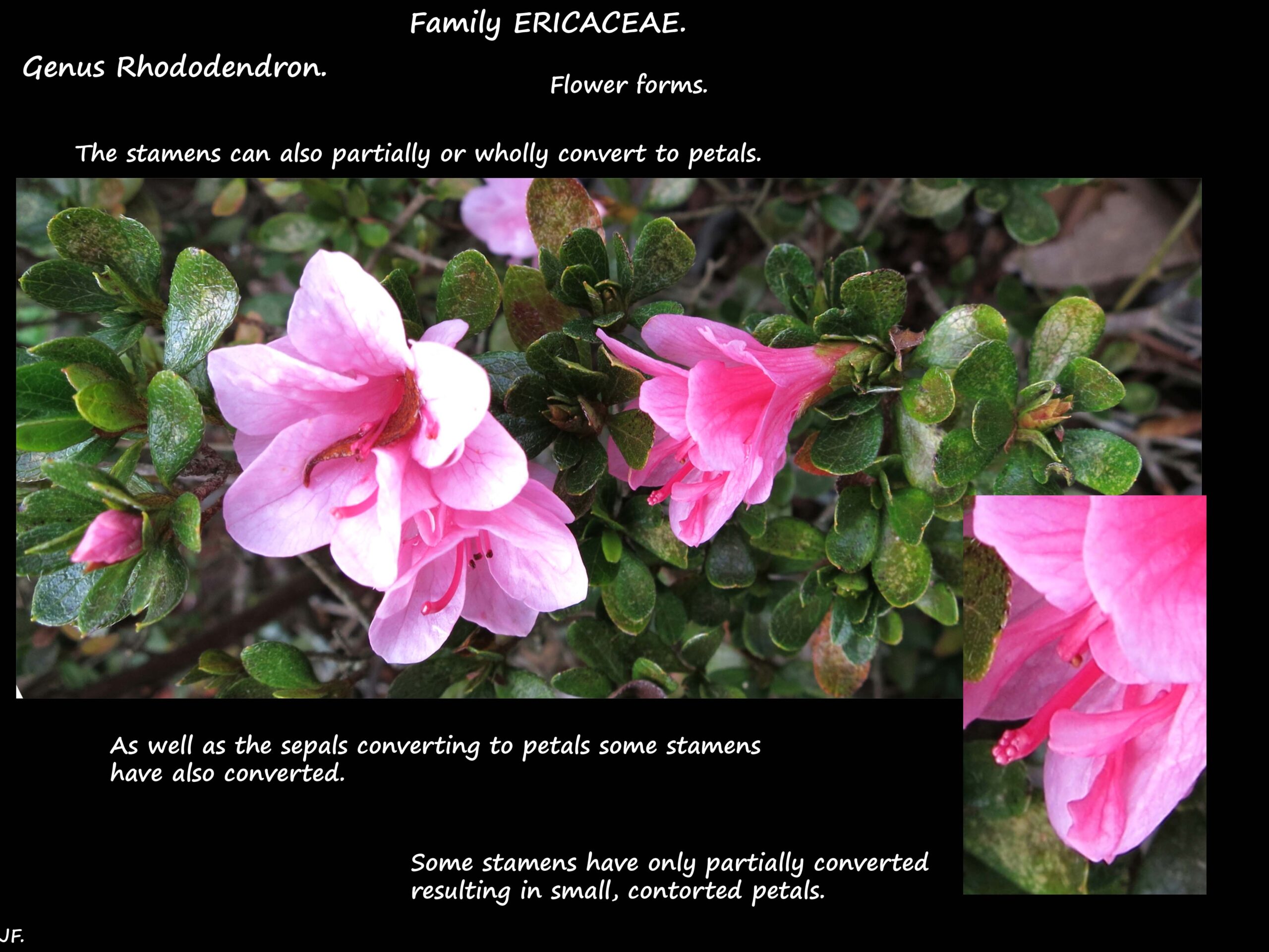 7 Azalea stamens can convert to petals