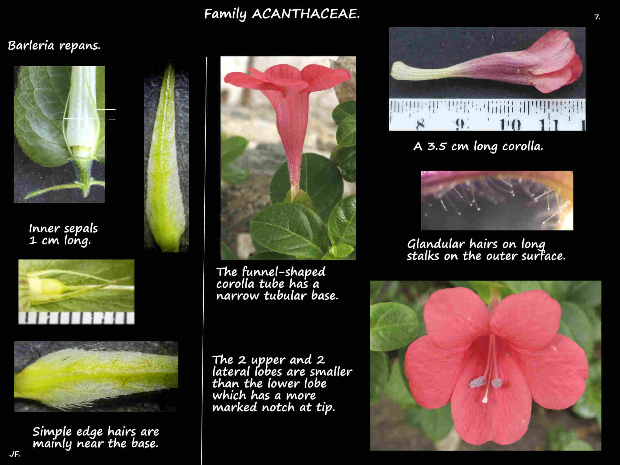 7 Barleria repans corolla & inner sepals