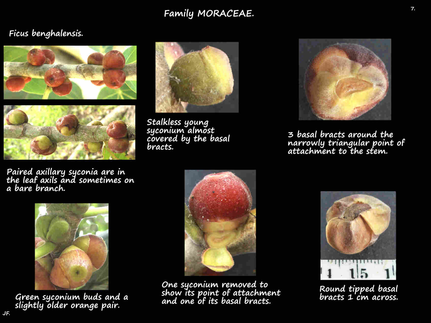 7 Basal bracts of Ficus benghalensis syconia