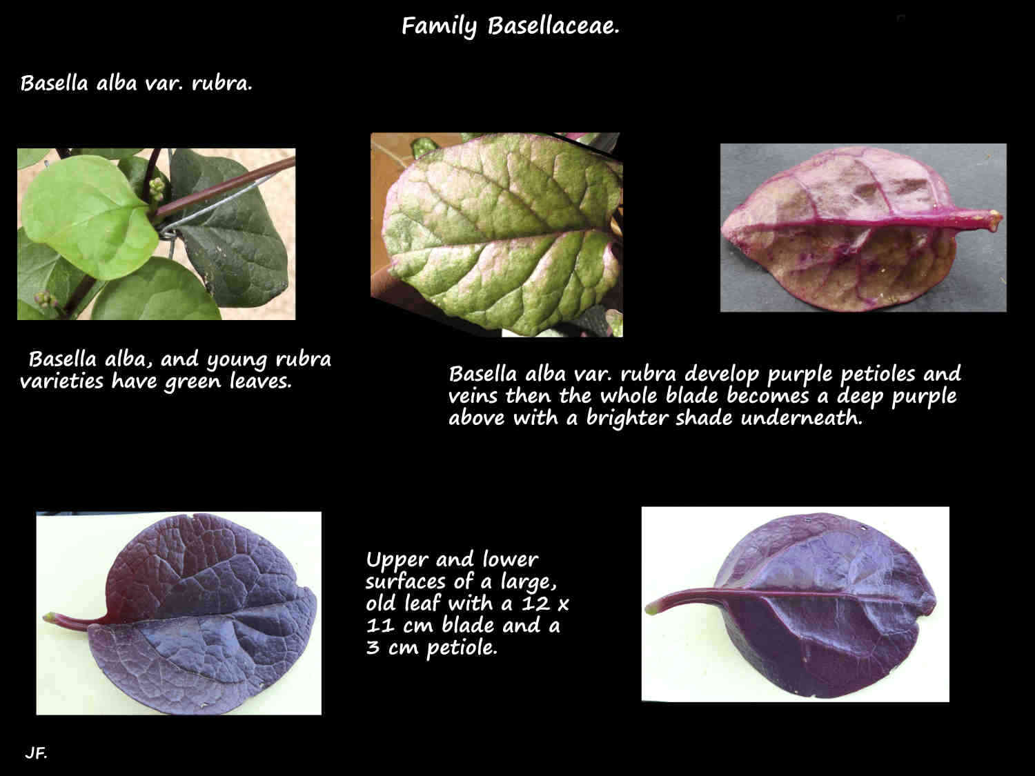7 Basella alba var. rubra leaf