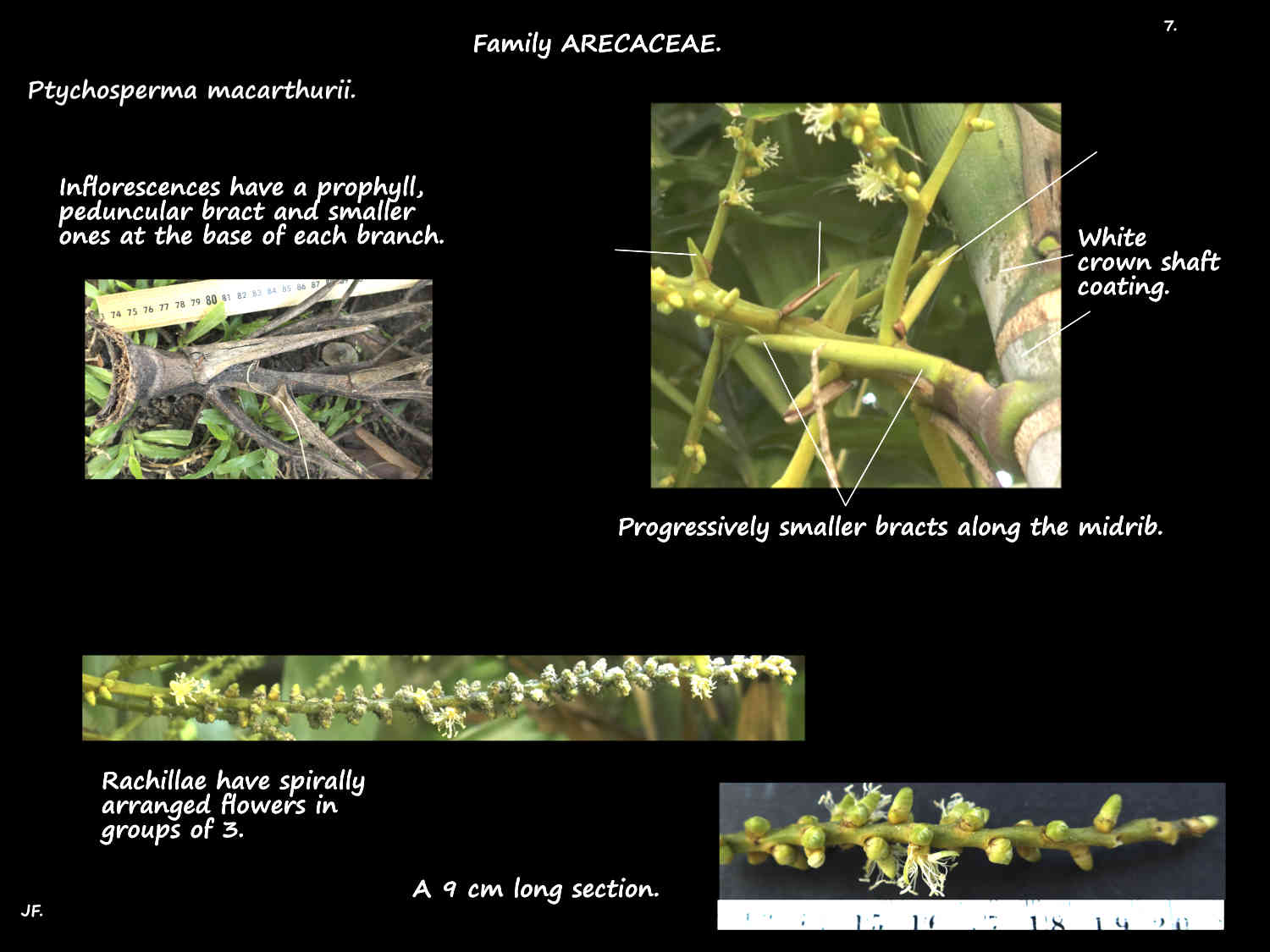 7 Bracts on Ptychosperma macarthurii inflorescences