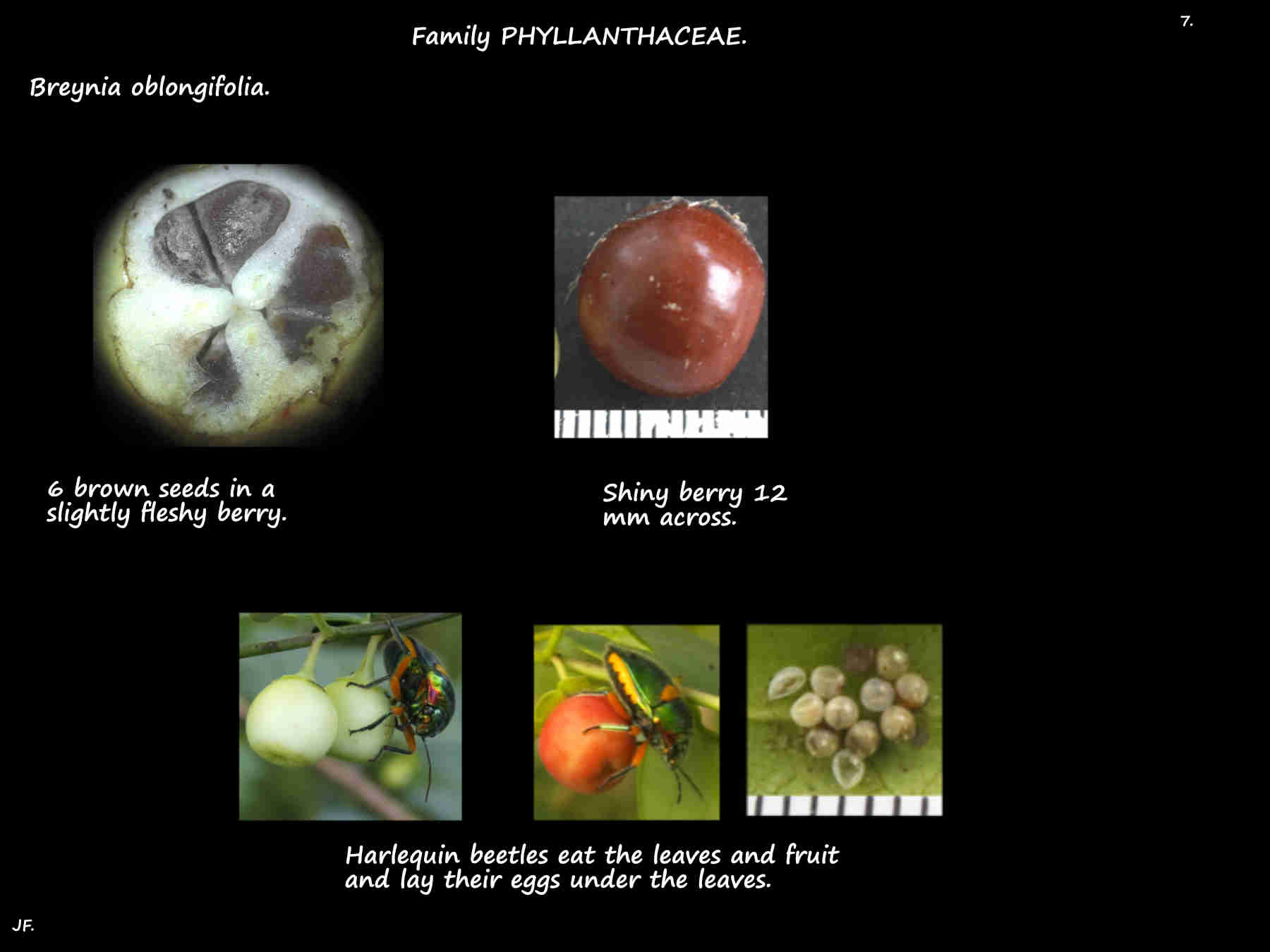 7 Brown seeds in Breynia oblongifolia berries