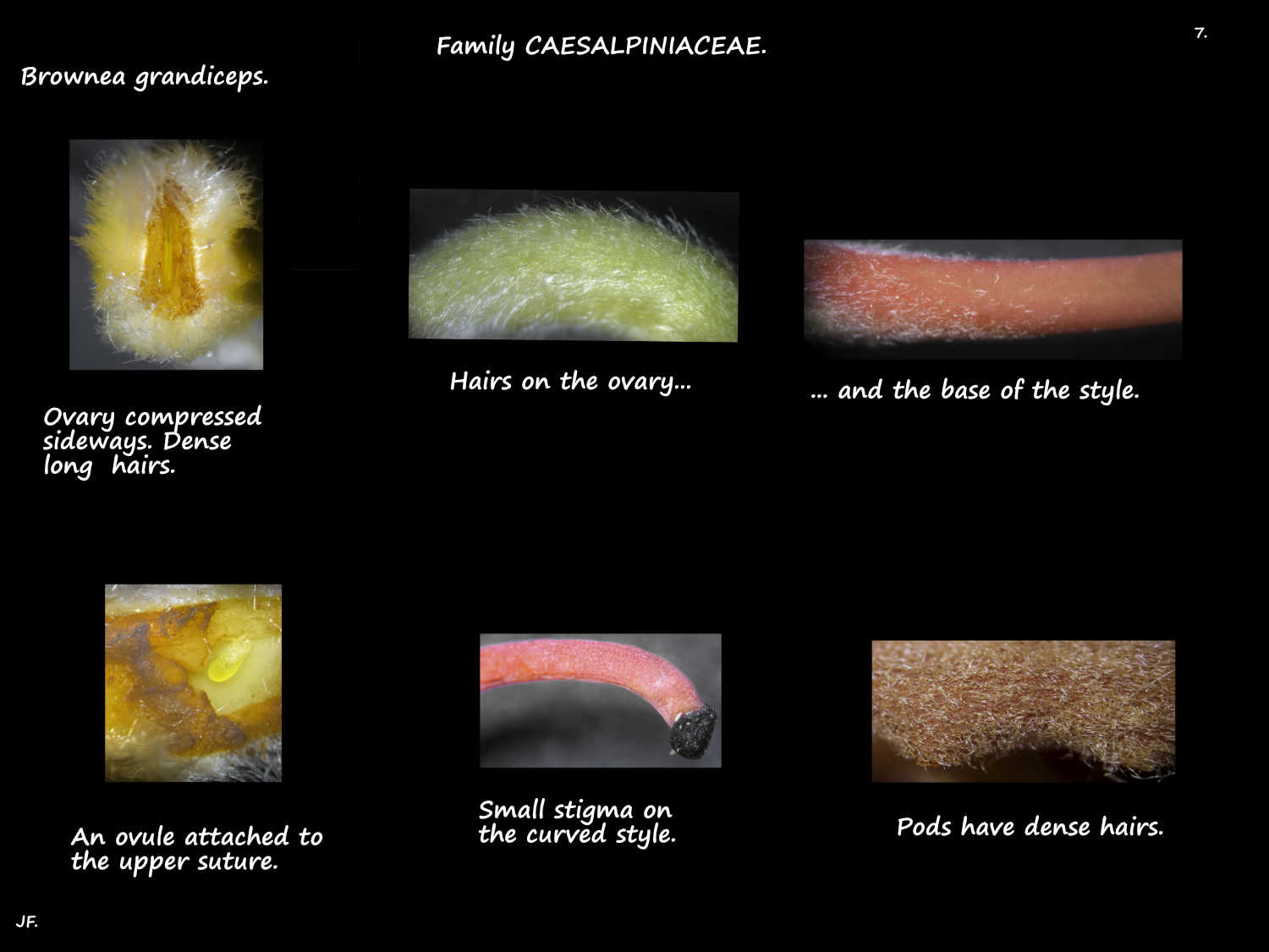 7 Brownea grandiceps ovary