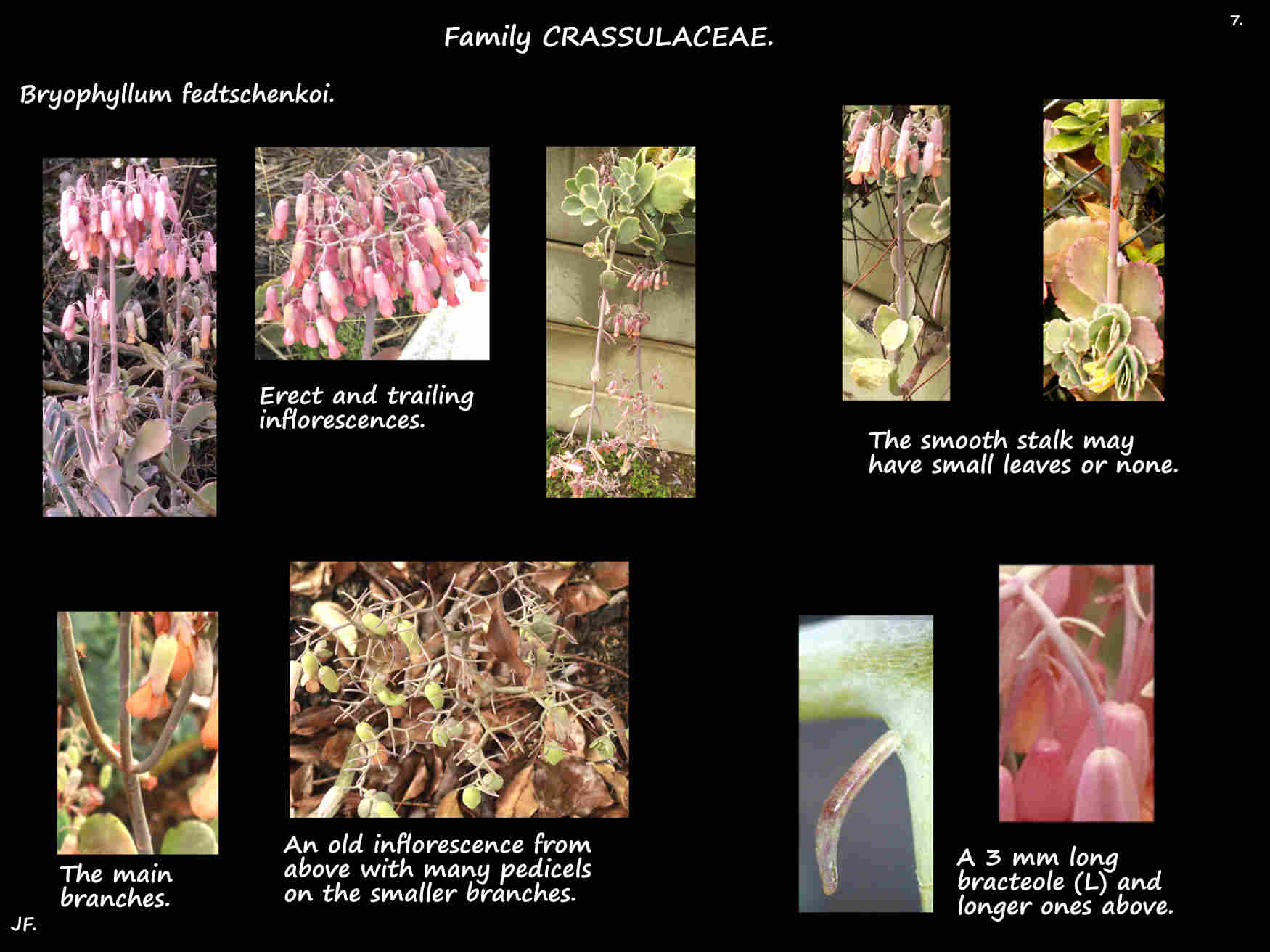 7 Bryophyllum fedtschenkoi inflorescences