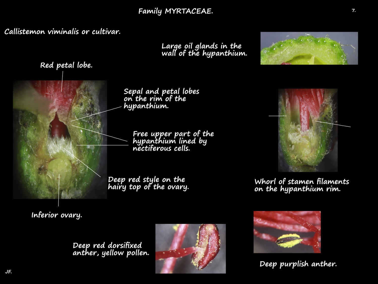 7 Callistemon viminalis hypanthium