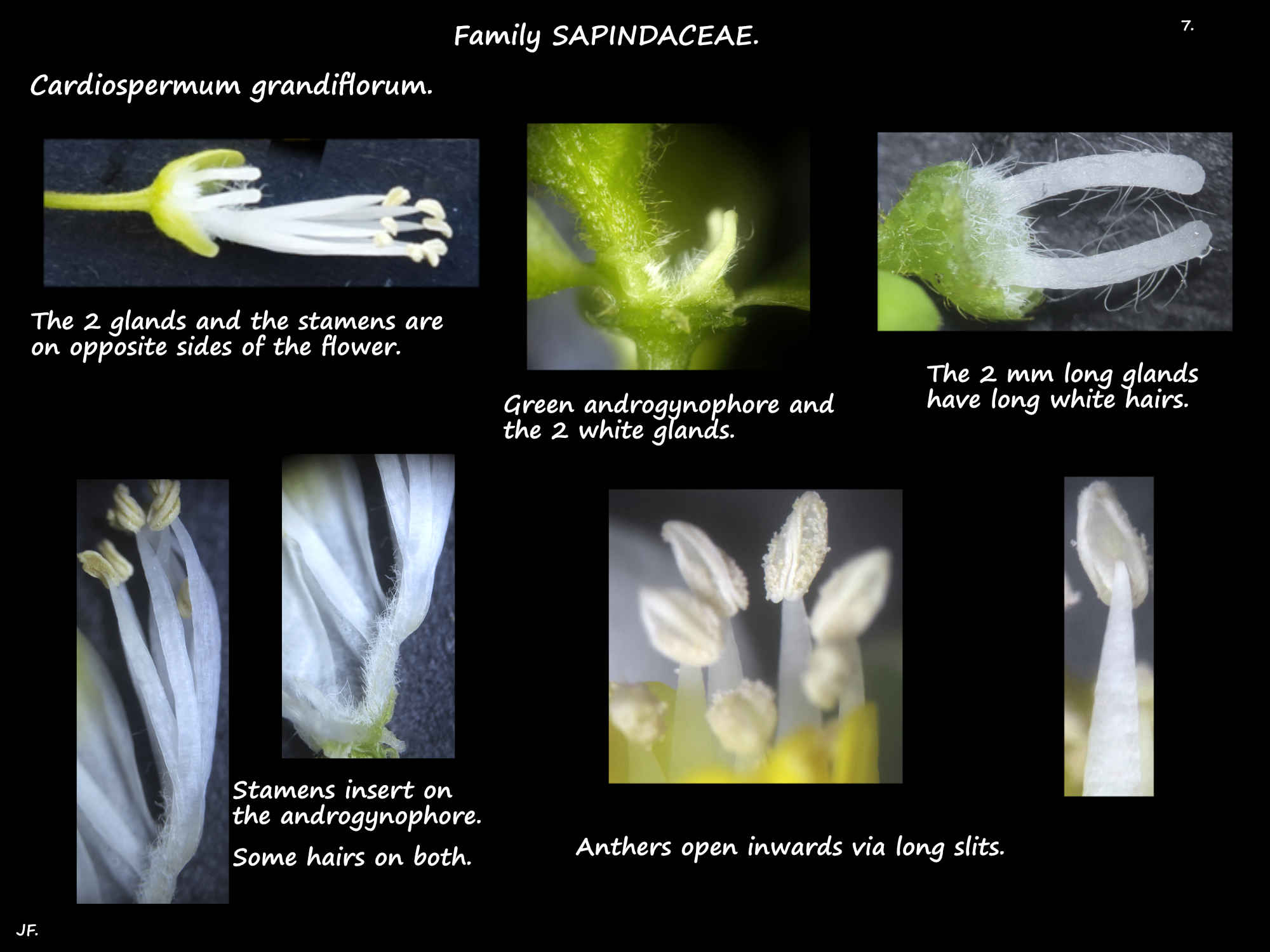 7 Cardiospermum androgynophore, glands & stamens