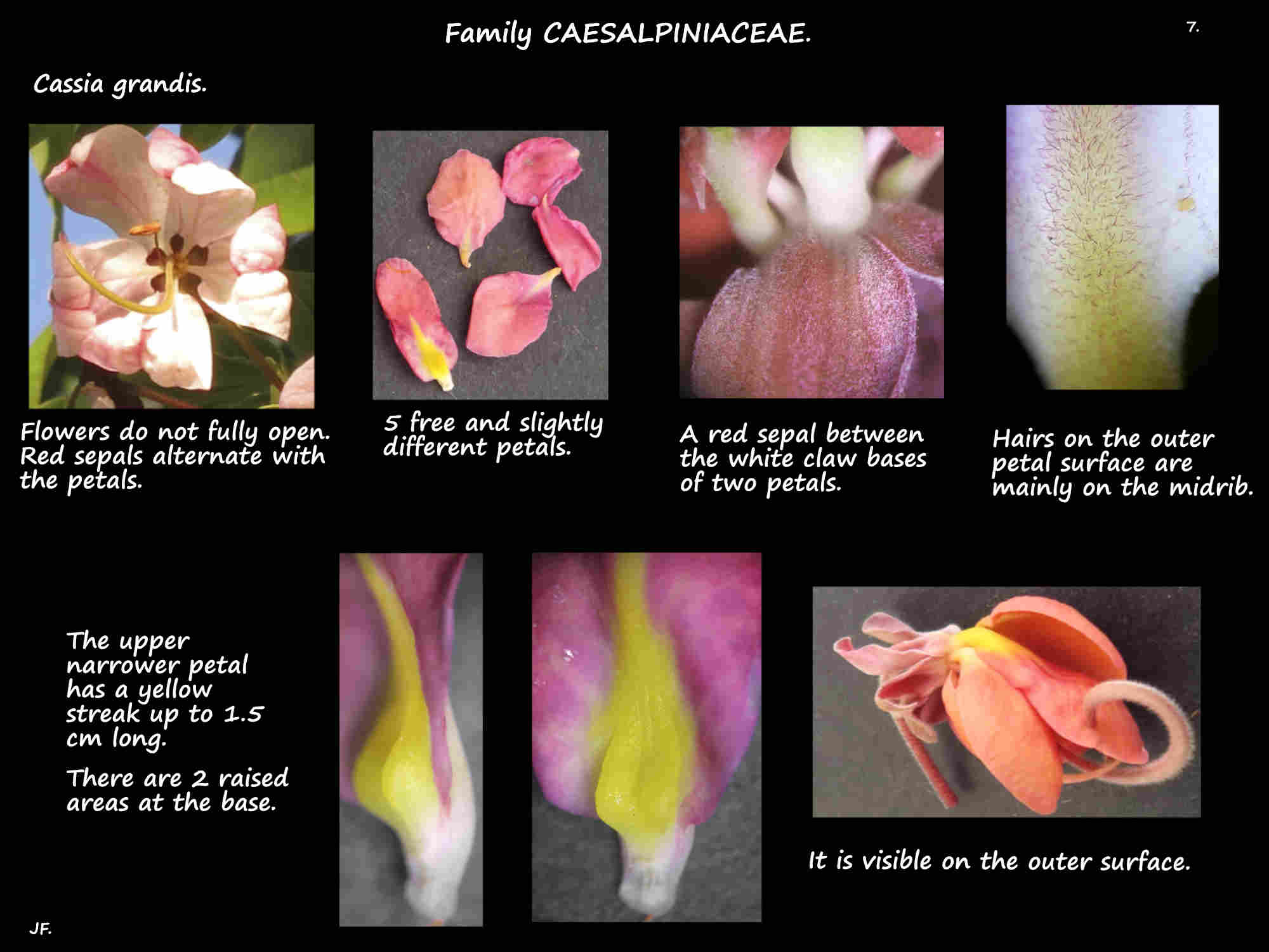 7 Cassia grandis petals