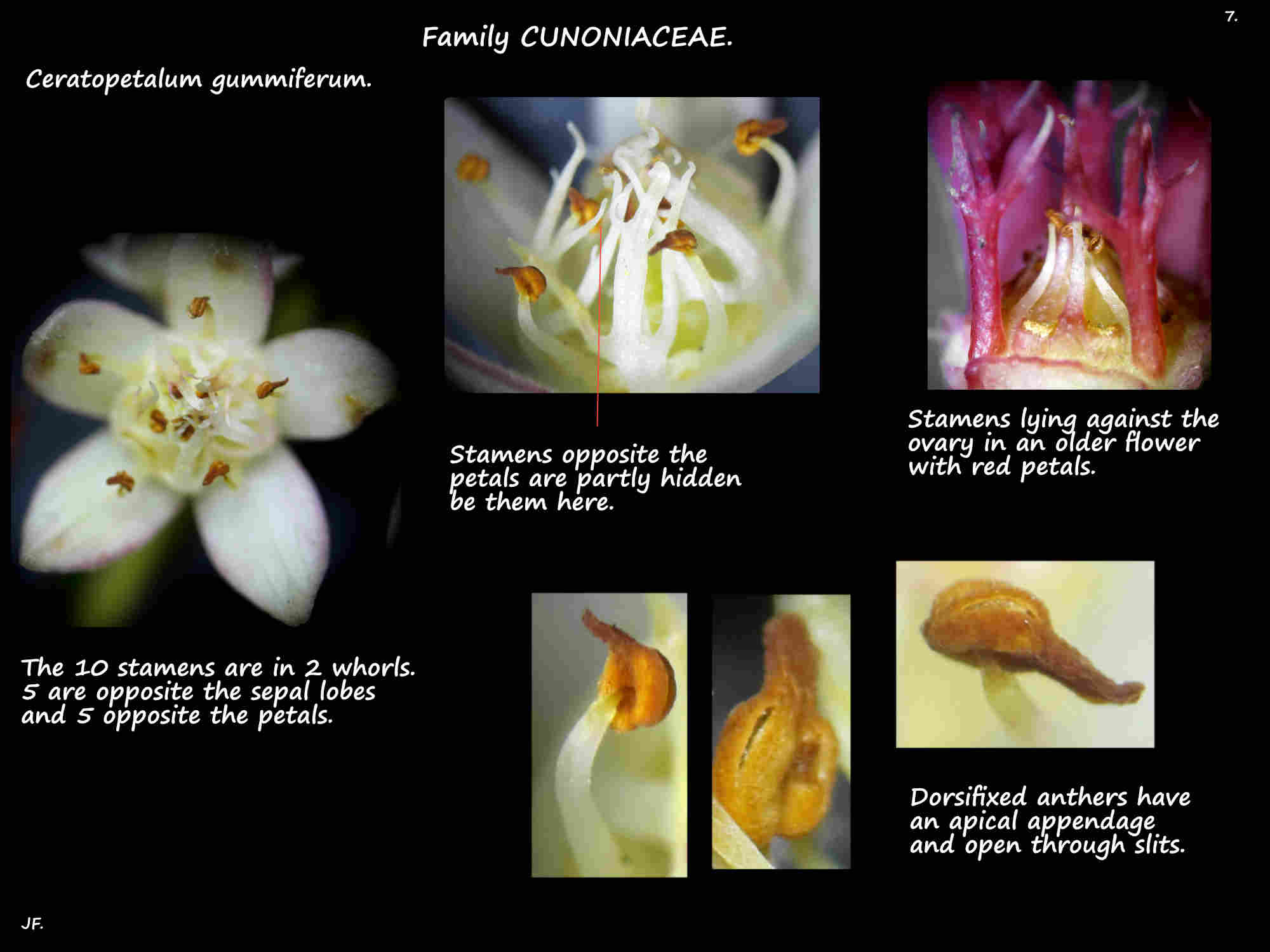 7 Ceratopetalum gummiferum stamens