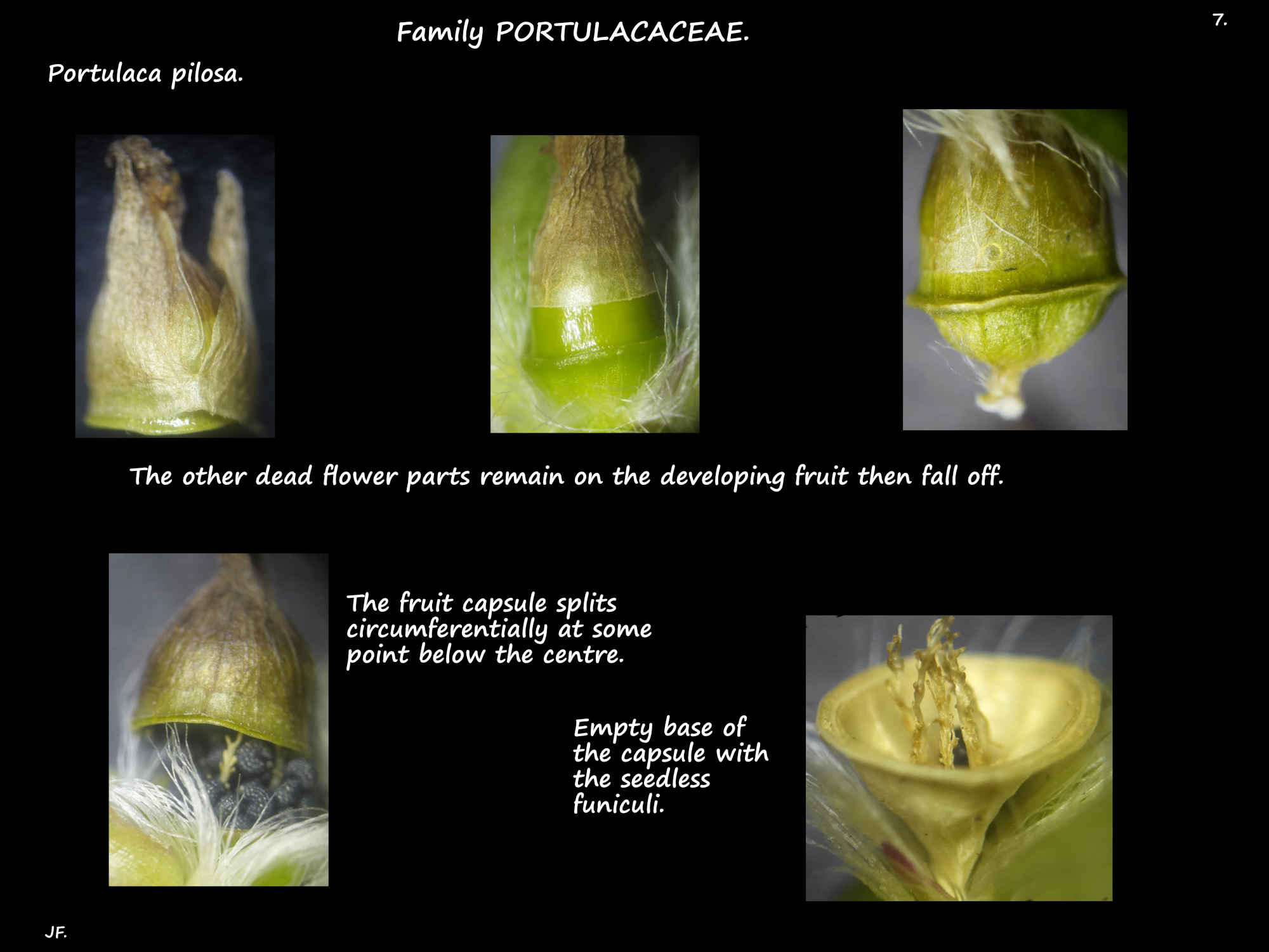 7 Circumsessile capsules of Portulaca pilosa