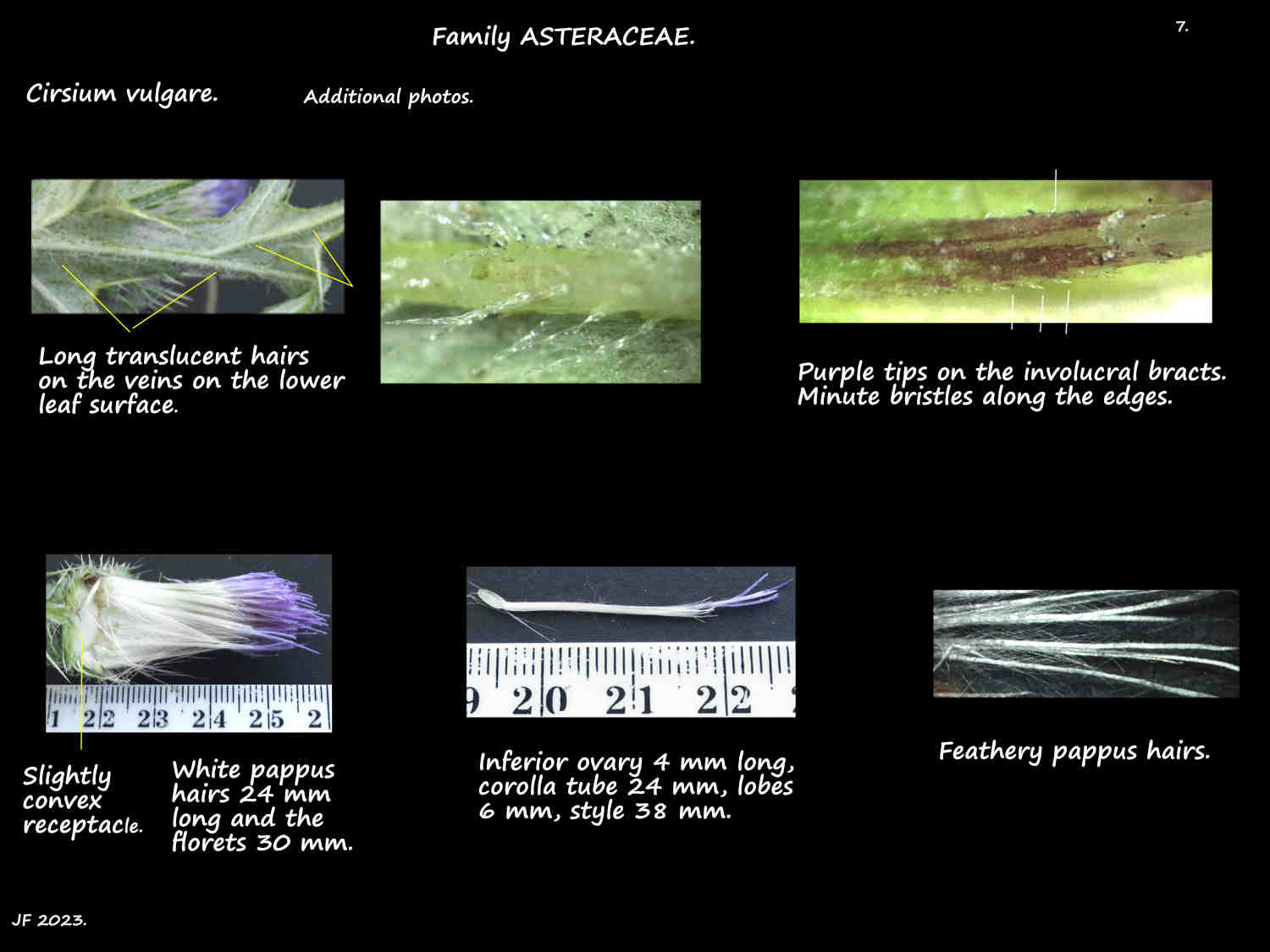 7 Cirsium vulgare leaf hairs & florets