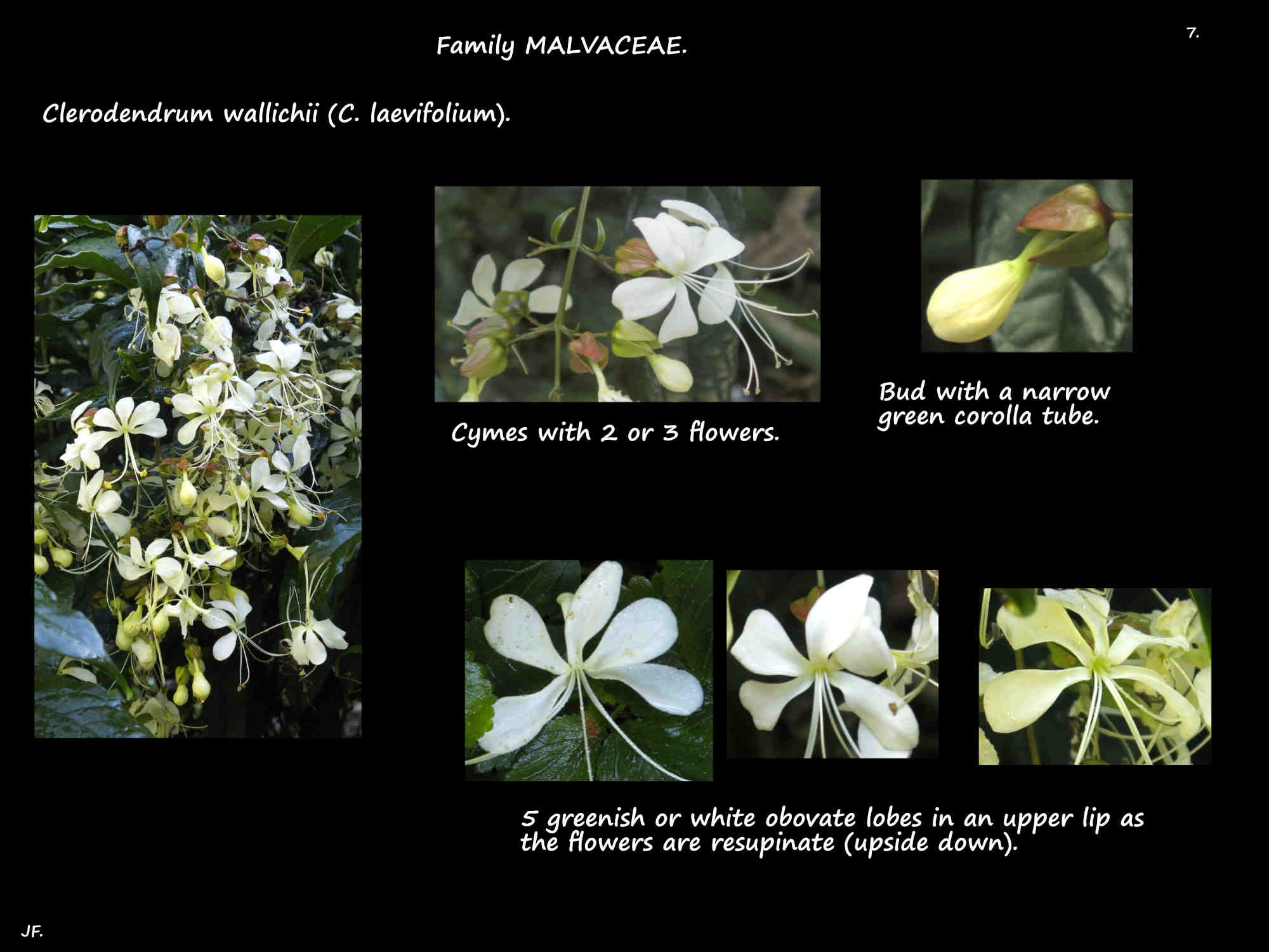 7 Clerodendrum 'Bridal Veil' flowers