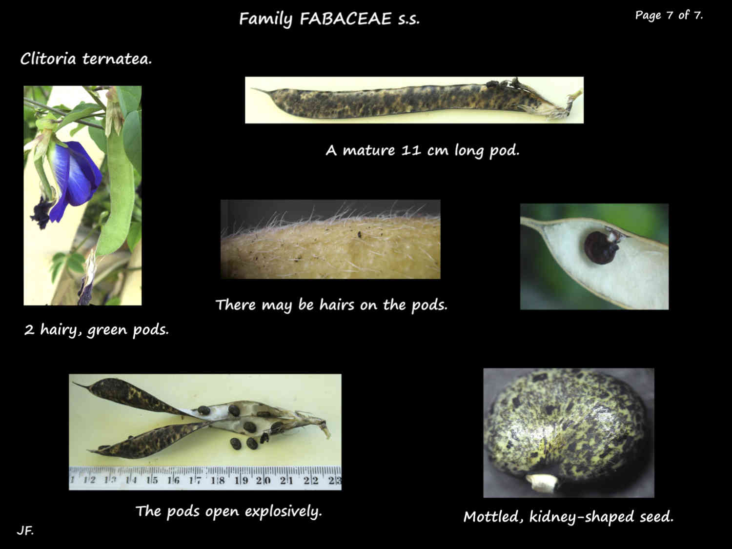 7 Clitoria ternatea pods & seeds