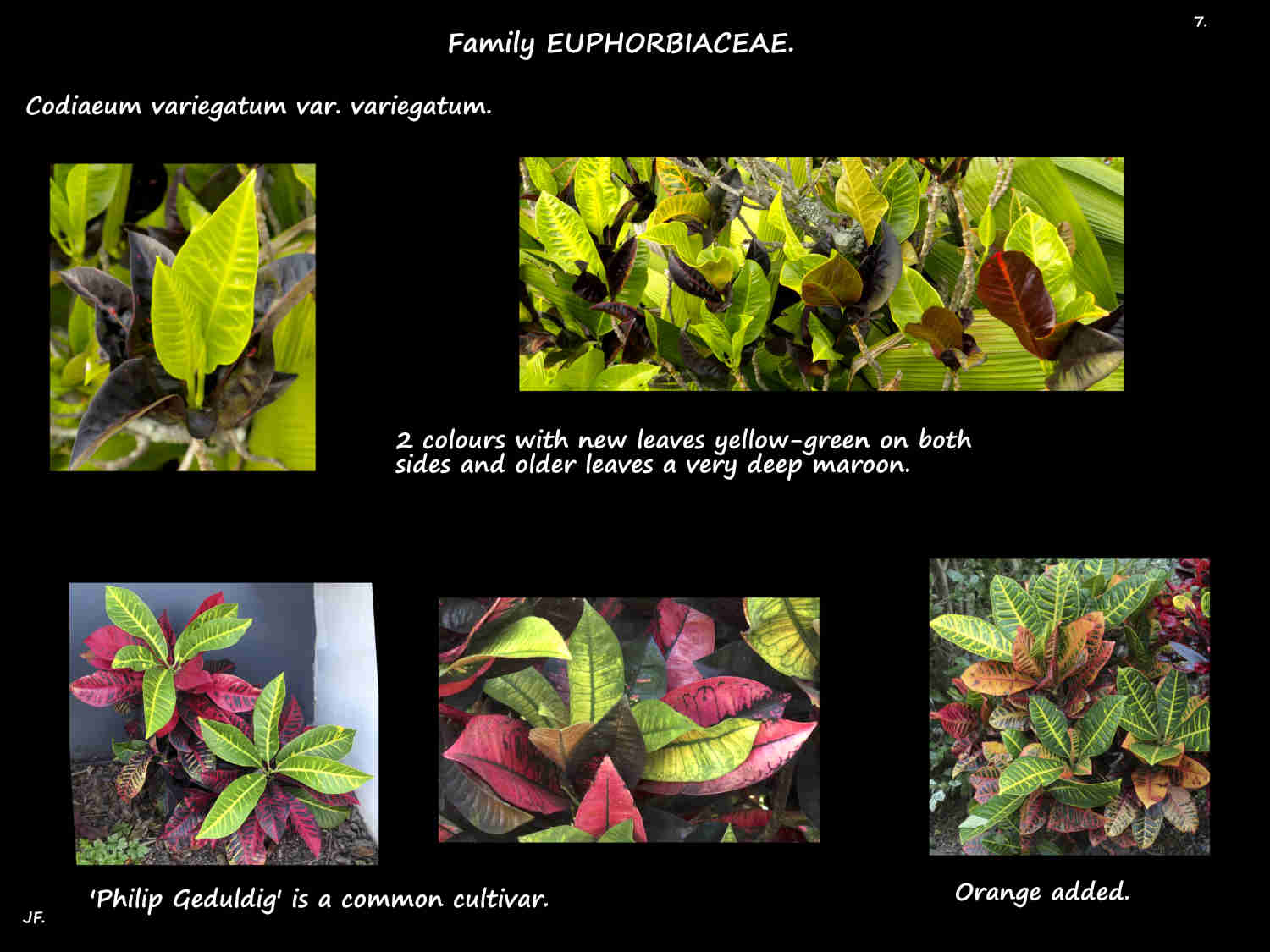 7 Codiaeum variegatum leaf colours