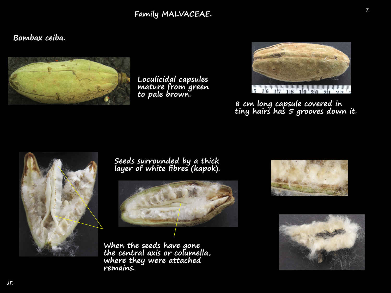 7 Columella in Kapok capsules