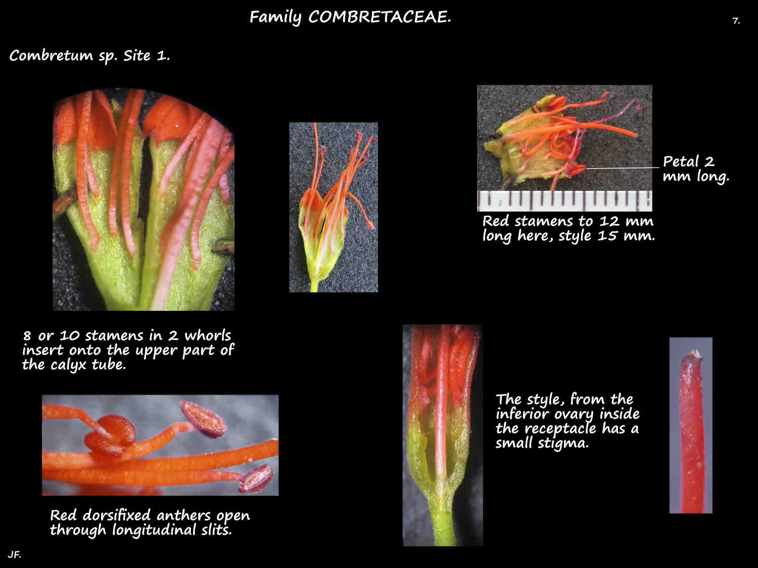 7 Combretum stamens, style & stigma