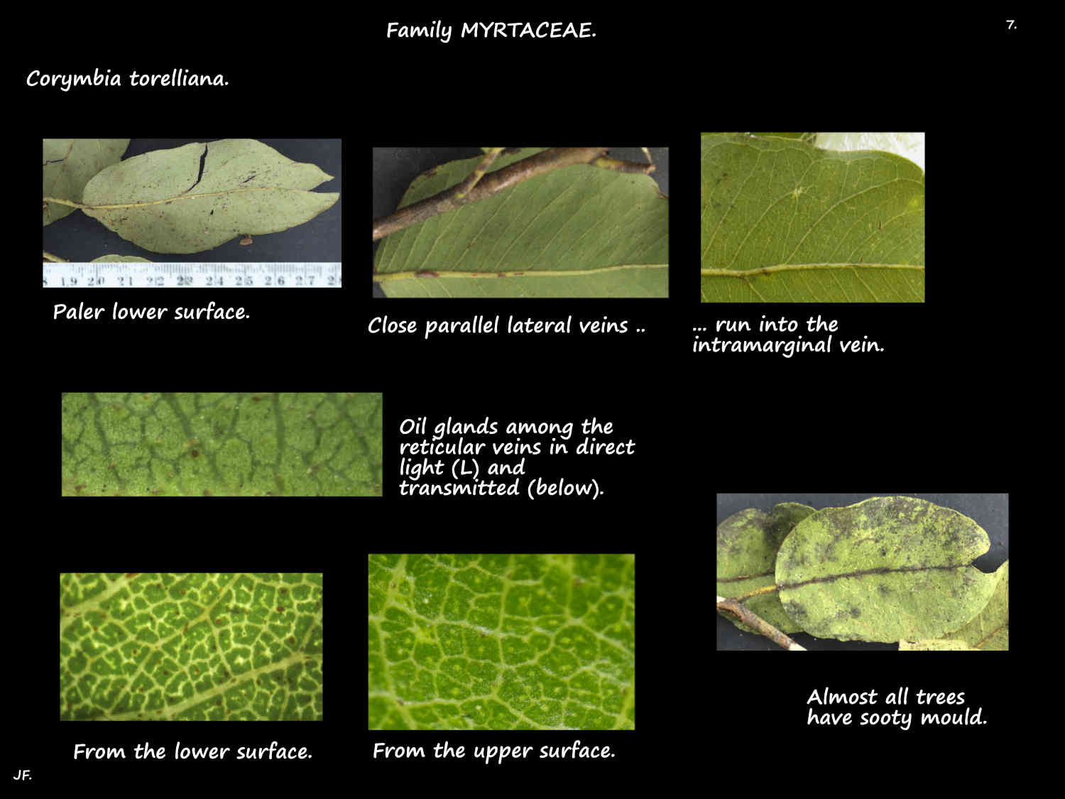 7 Corymbia torelliana leaf veins & oil glands