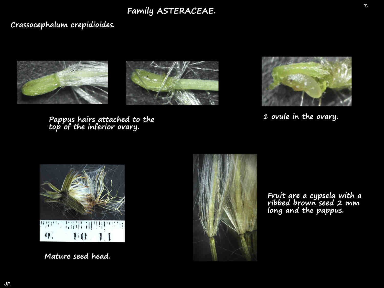 7 Crassocephalum crepidioides ovary & cypsela