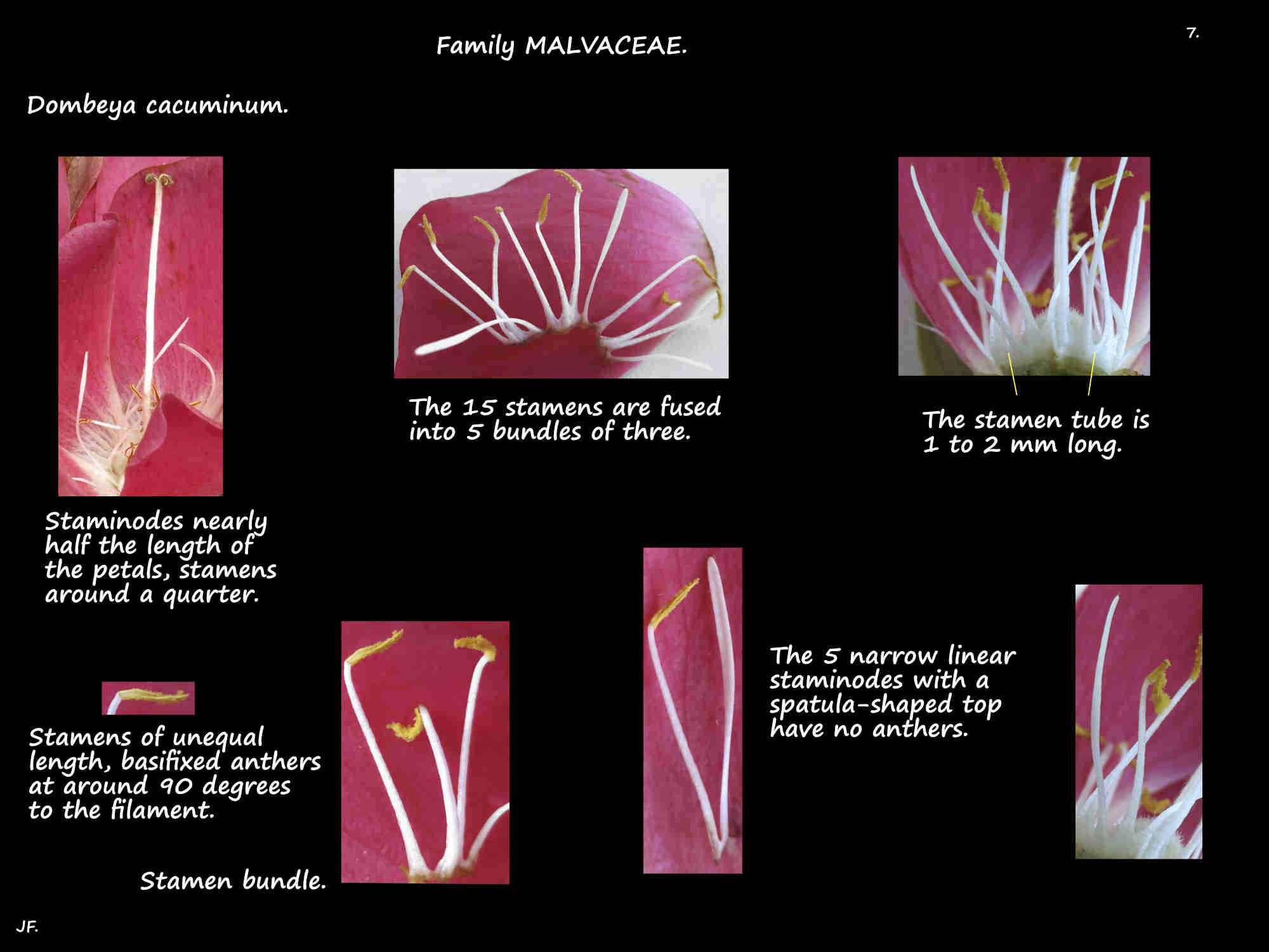 7 Dombeya cacuminum stamens & staminodes