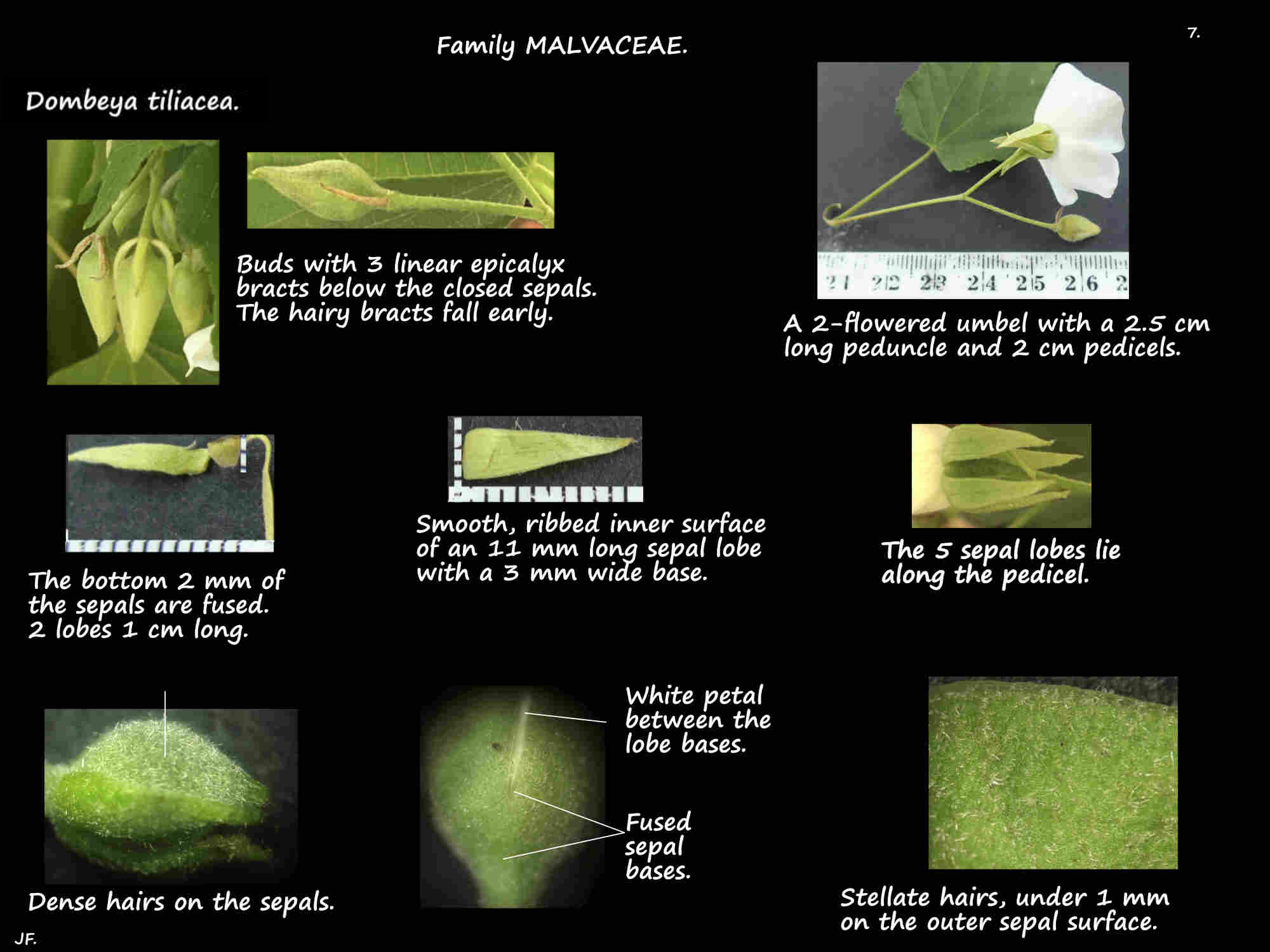 7 Dombeya tiliacea bracts & sepals