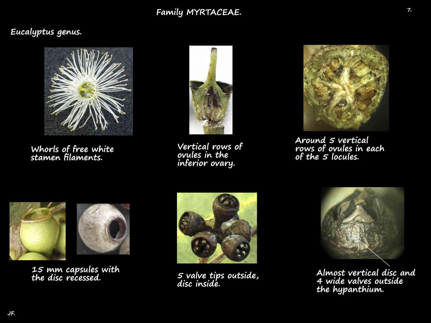 7 Eucalyptus capsules