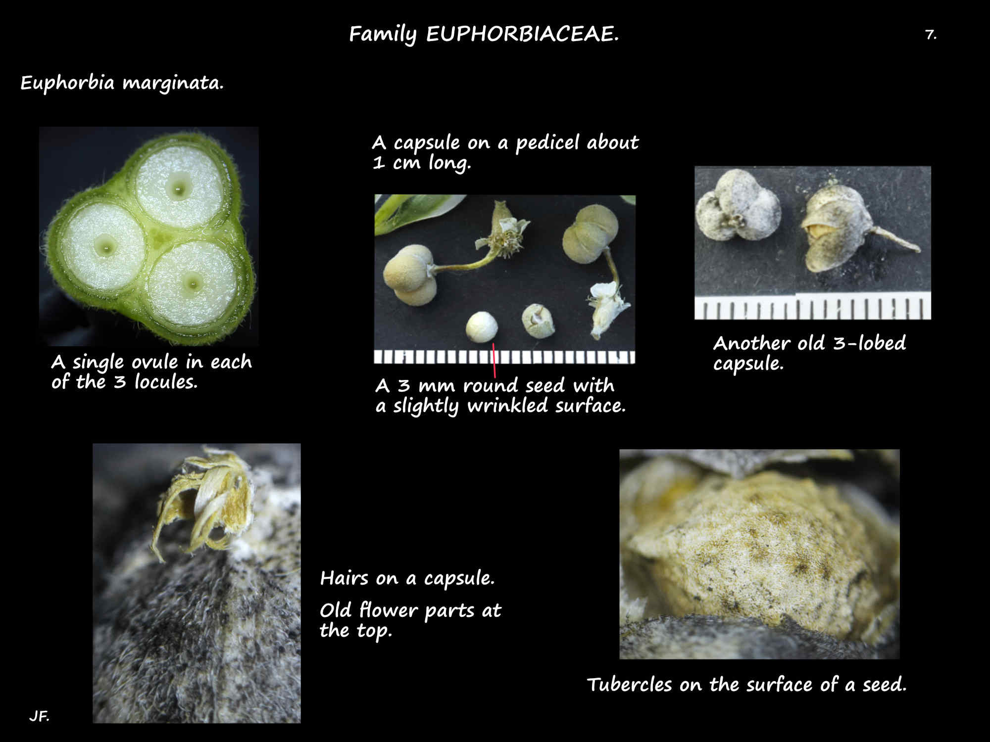 7 Euphorbia marginata capsules & seed