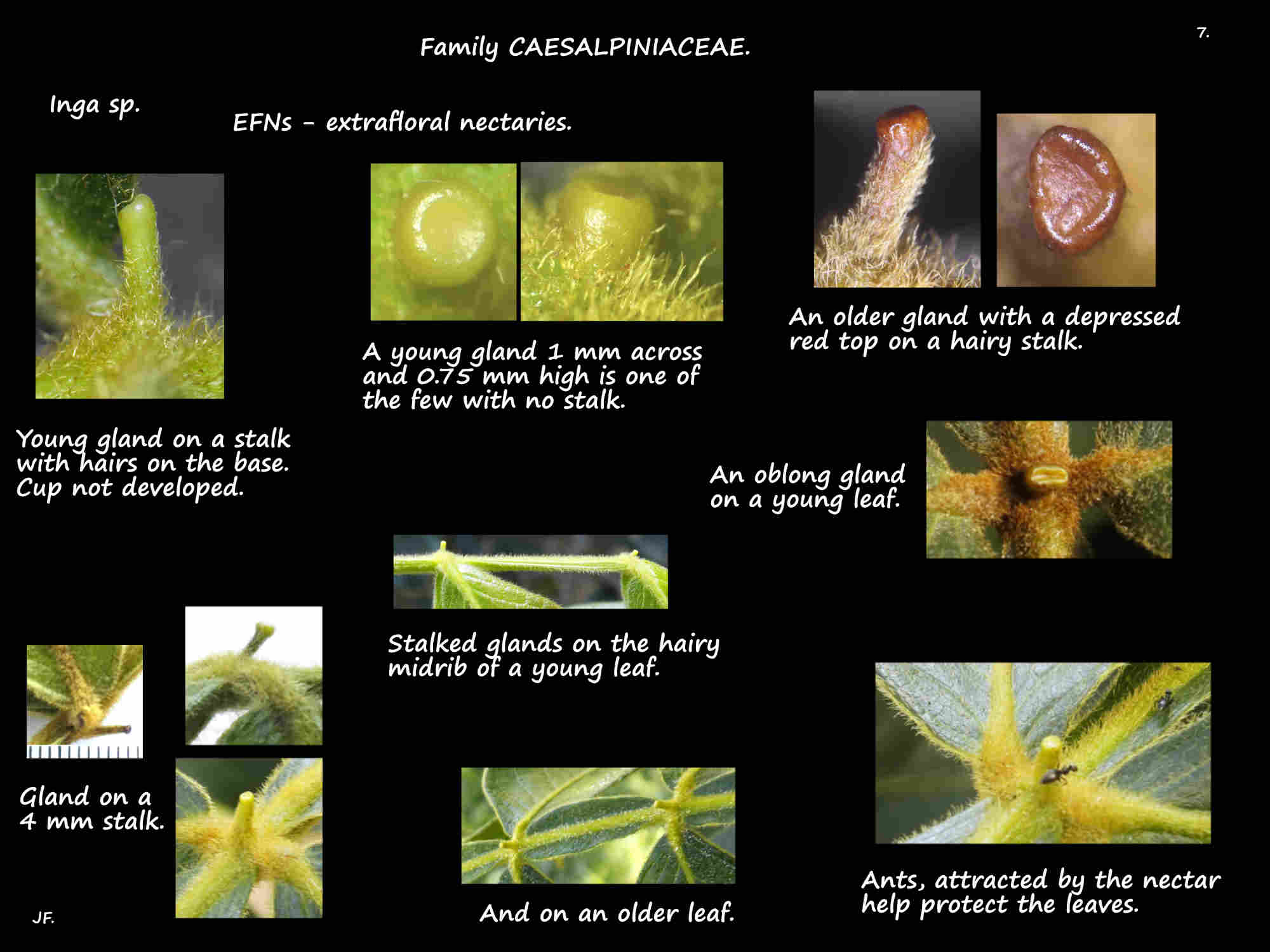 7 Extra-floral Inga nectaries