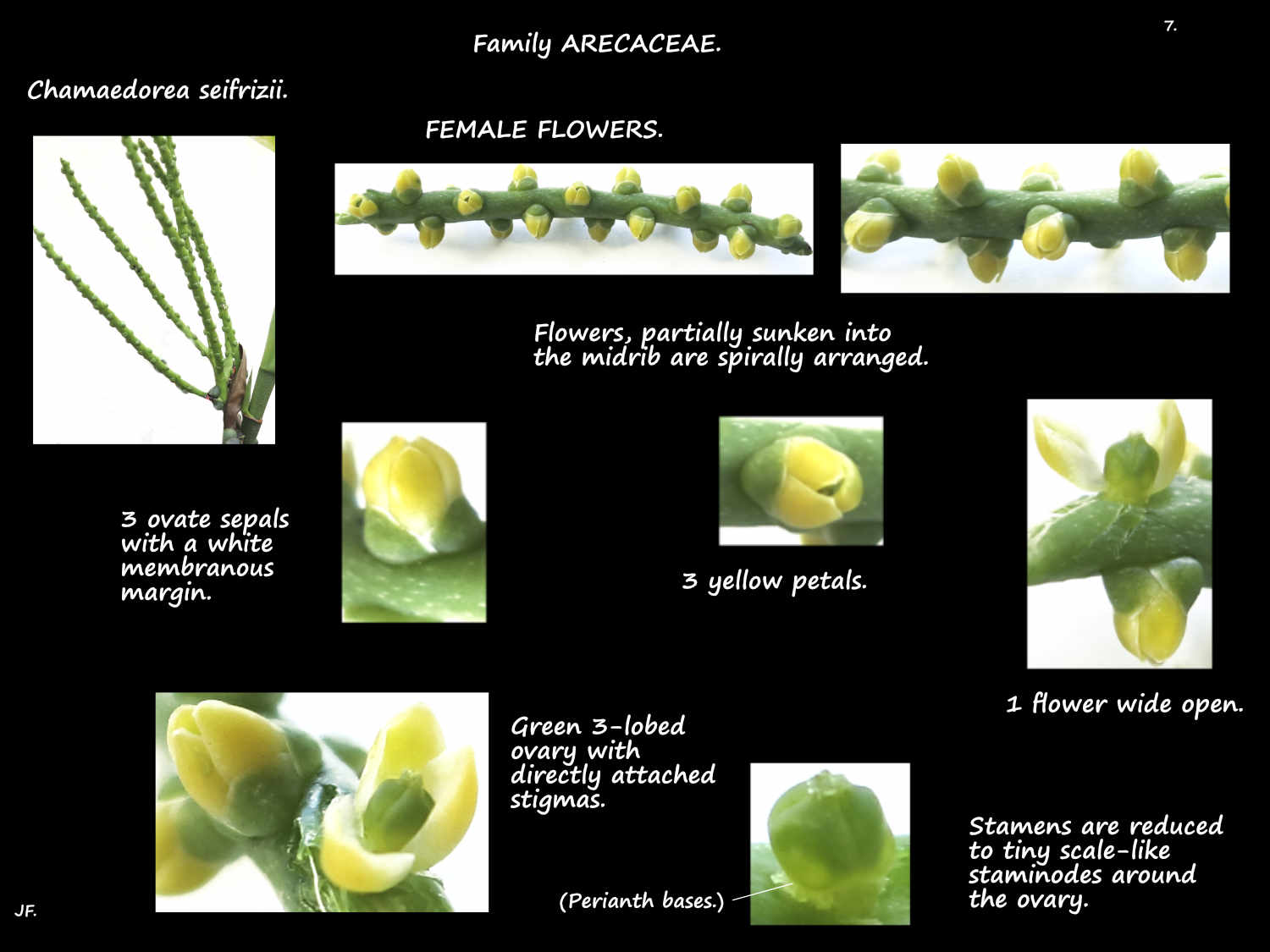7 Female Chamaedorea seifrizii flowers