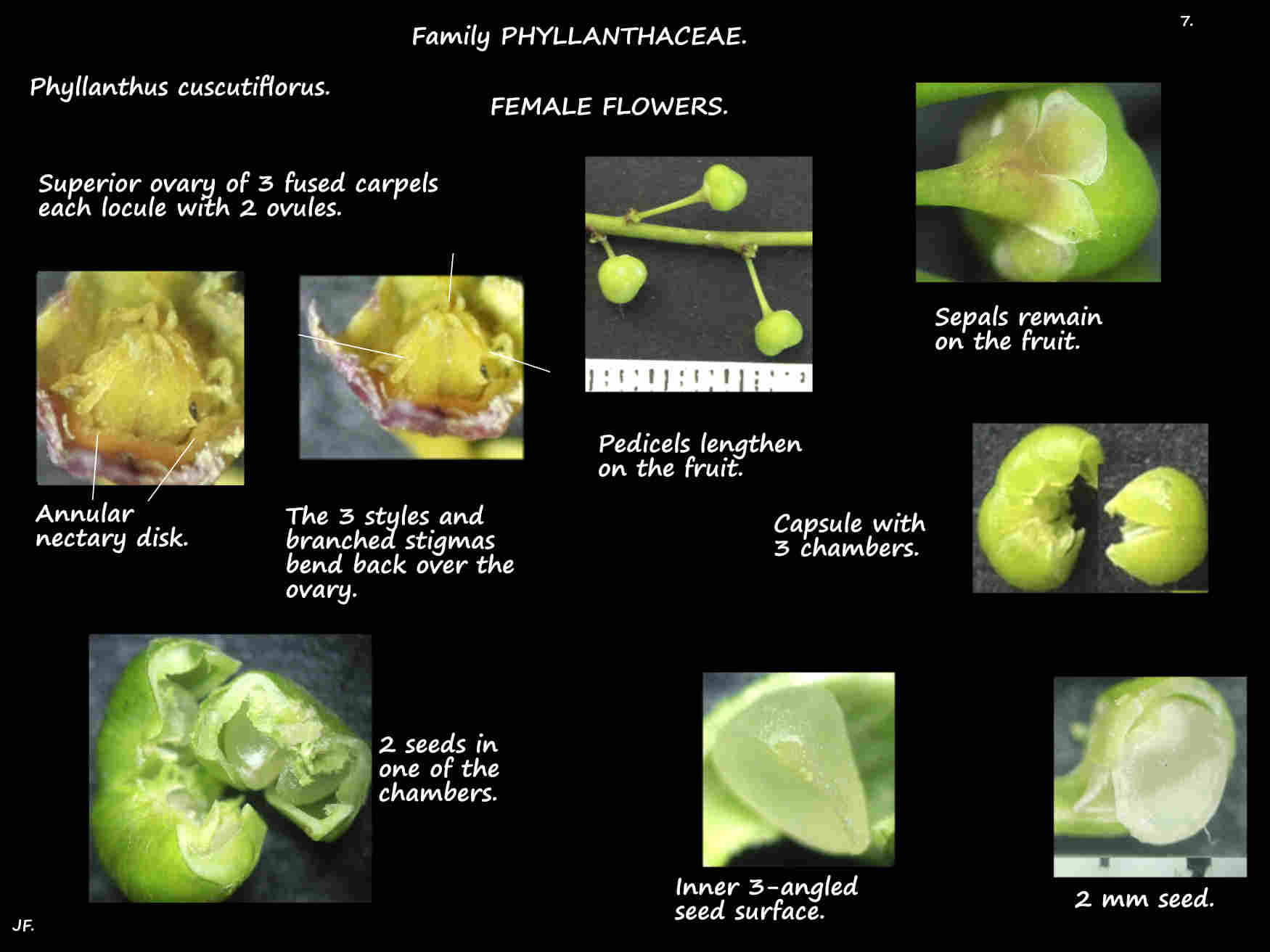 7 Female Phyllanthus cuscutiflorus flowers & seeds