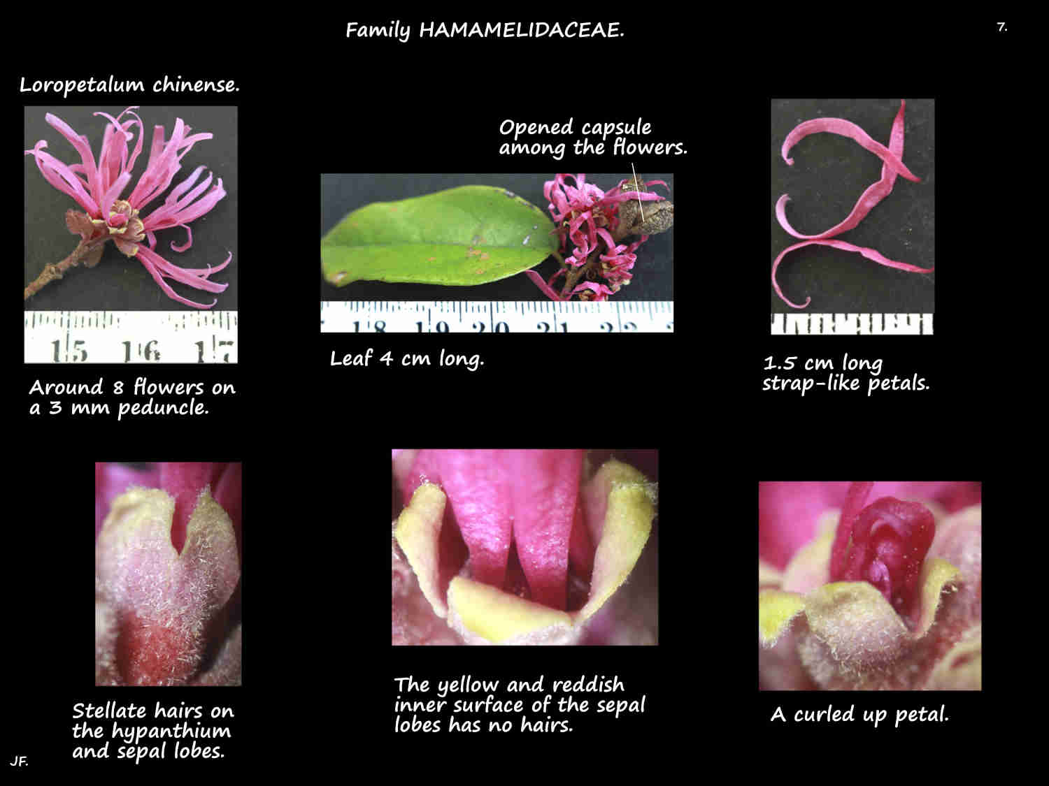 7 Fringe flower sepals & petals
