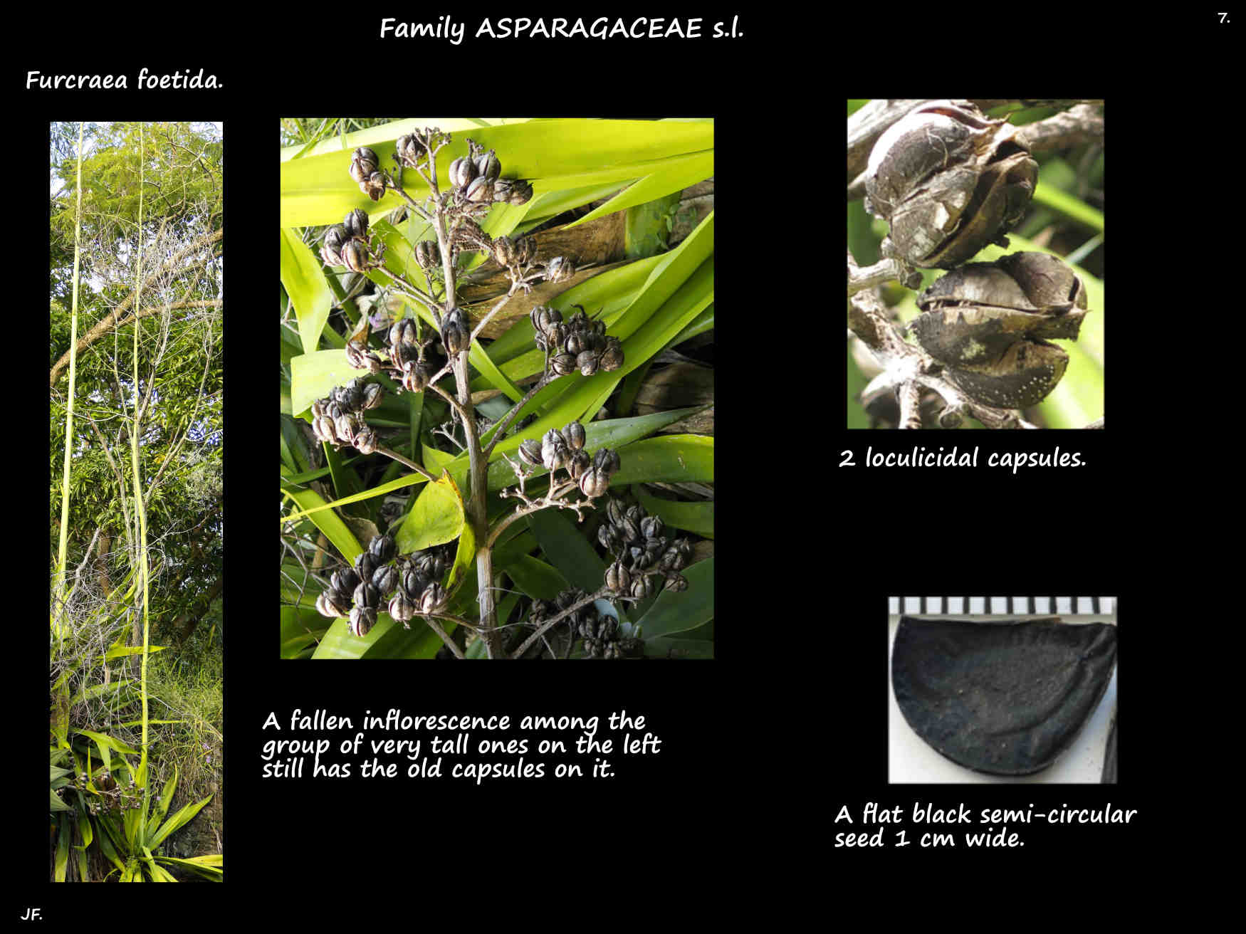 7 Furcraea foetida capsules & seeds