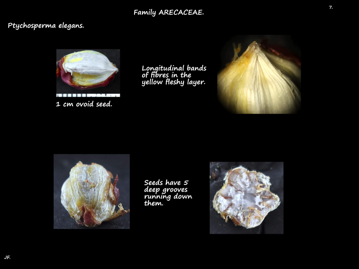 7 Grooved Ptychosperma elegans seeds
