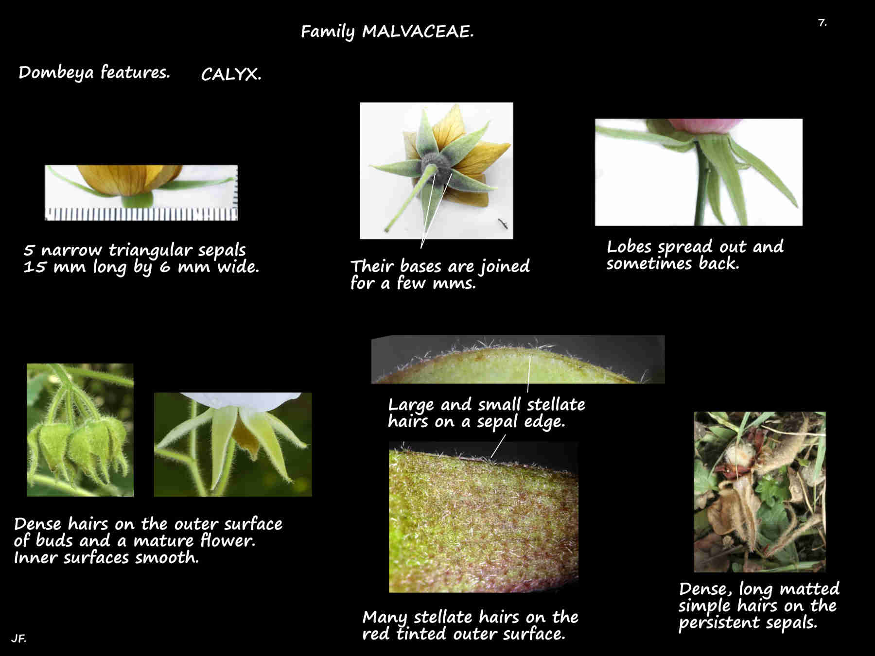 7 Hairs on Dombeya sepals