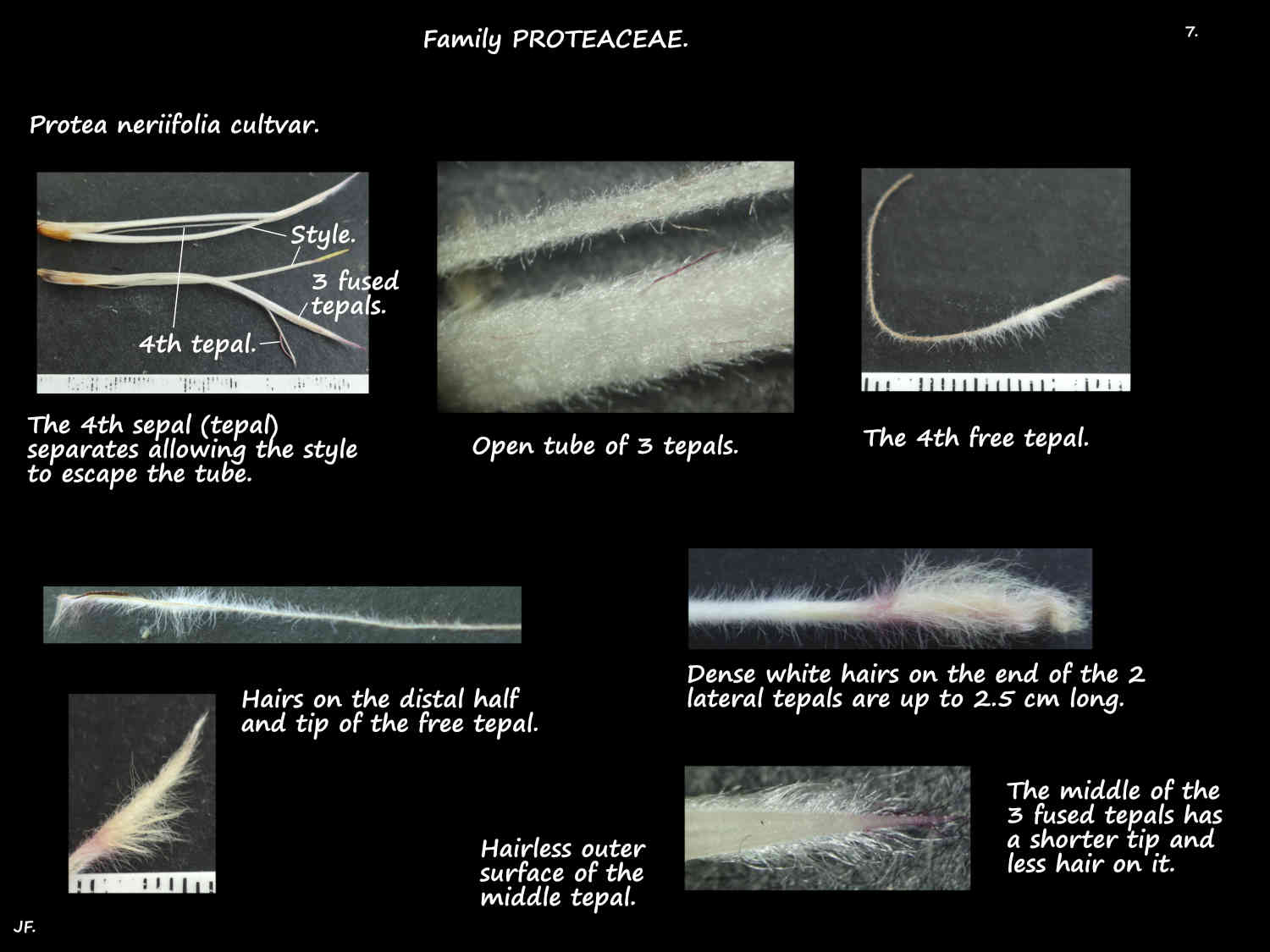 7 Hairs on Protea neriifolia sepals