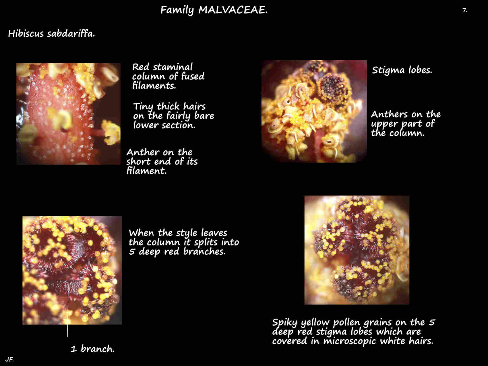 7 Hibiscus sabdariffa stamens & stigmas