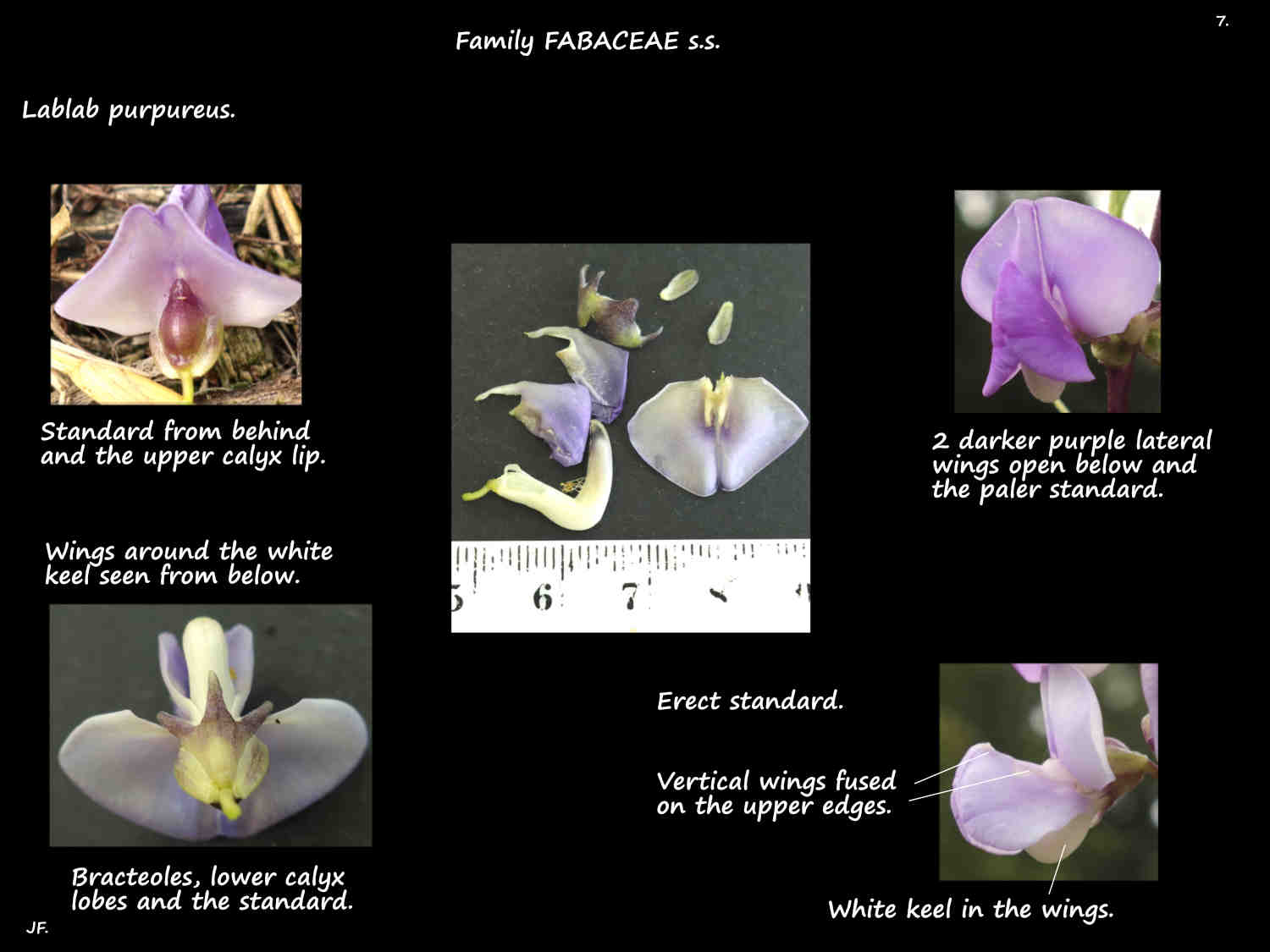 7 Hyacinth bean petals