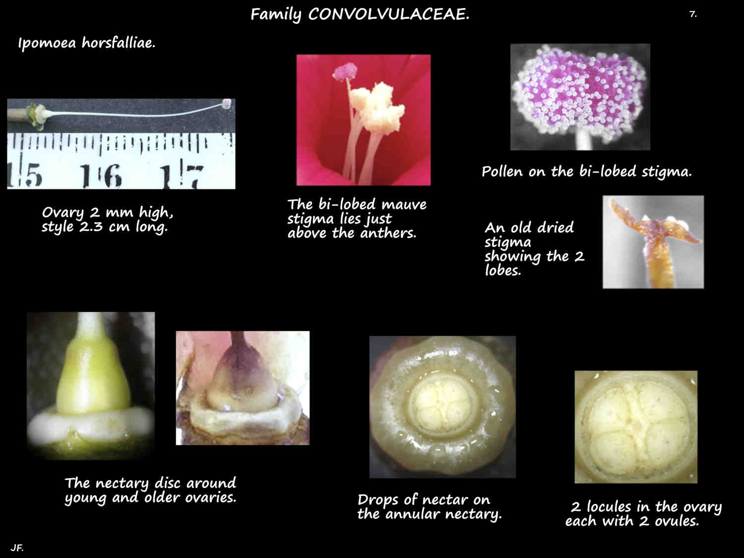 7 Ipomoea horsfalliae ovary, stigma & nectary