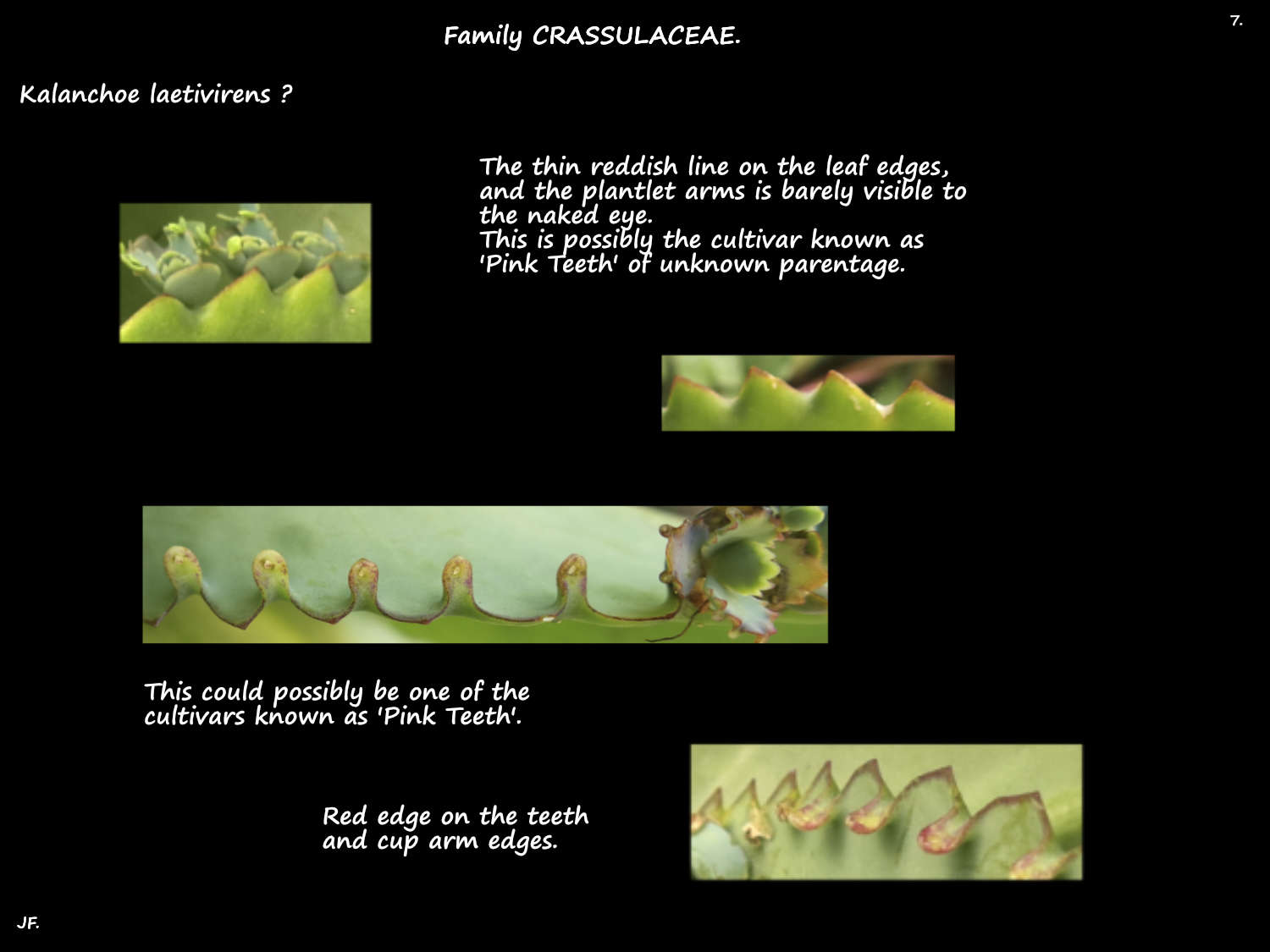 7 Kalanchoe with pink-edged leaves